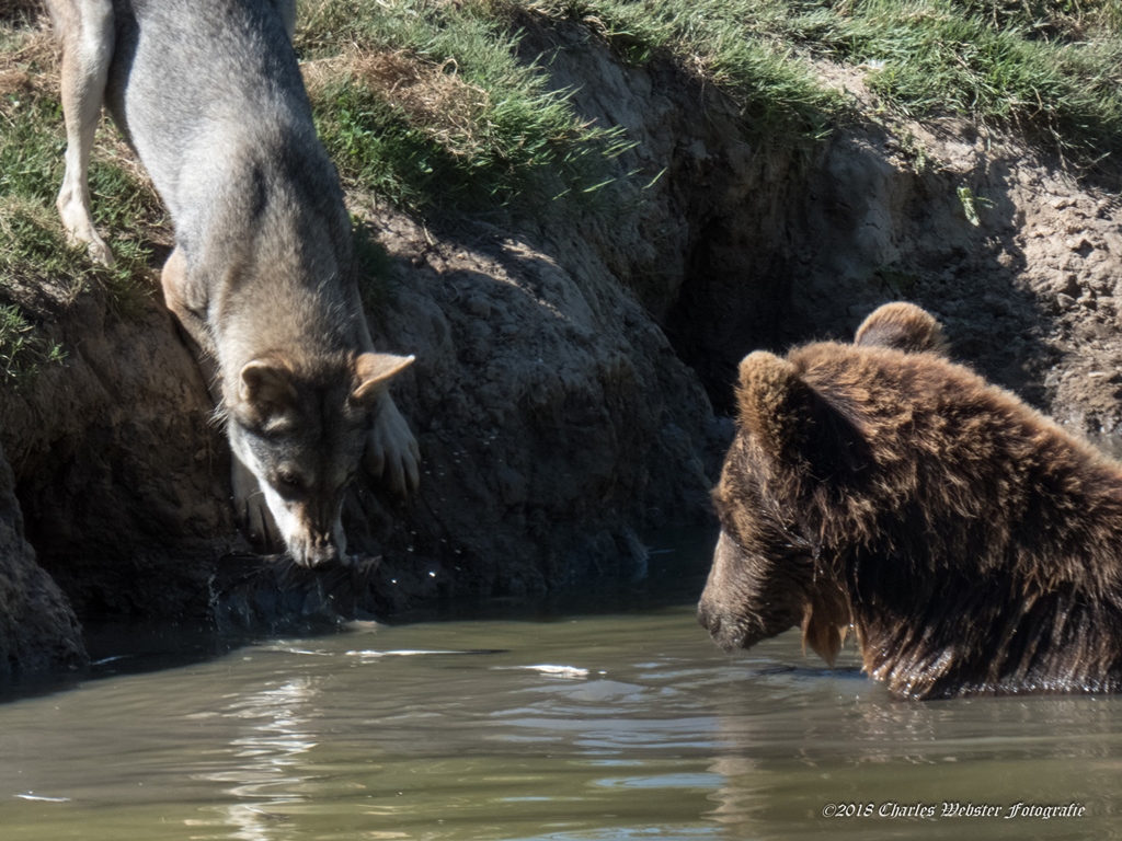 wolf-steelt-eten-in-hoenderdael