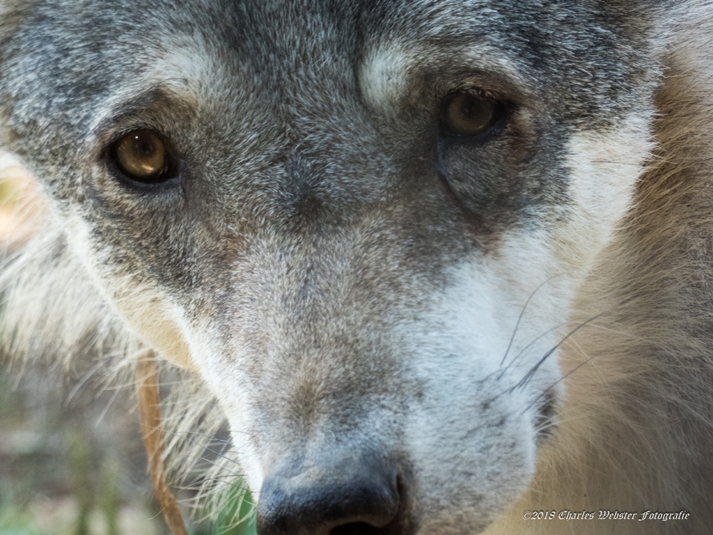 grijze-wolf-hoederdael