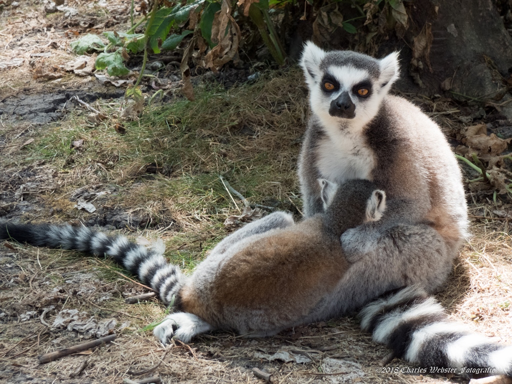 maki-met-zogend-jong