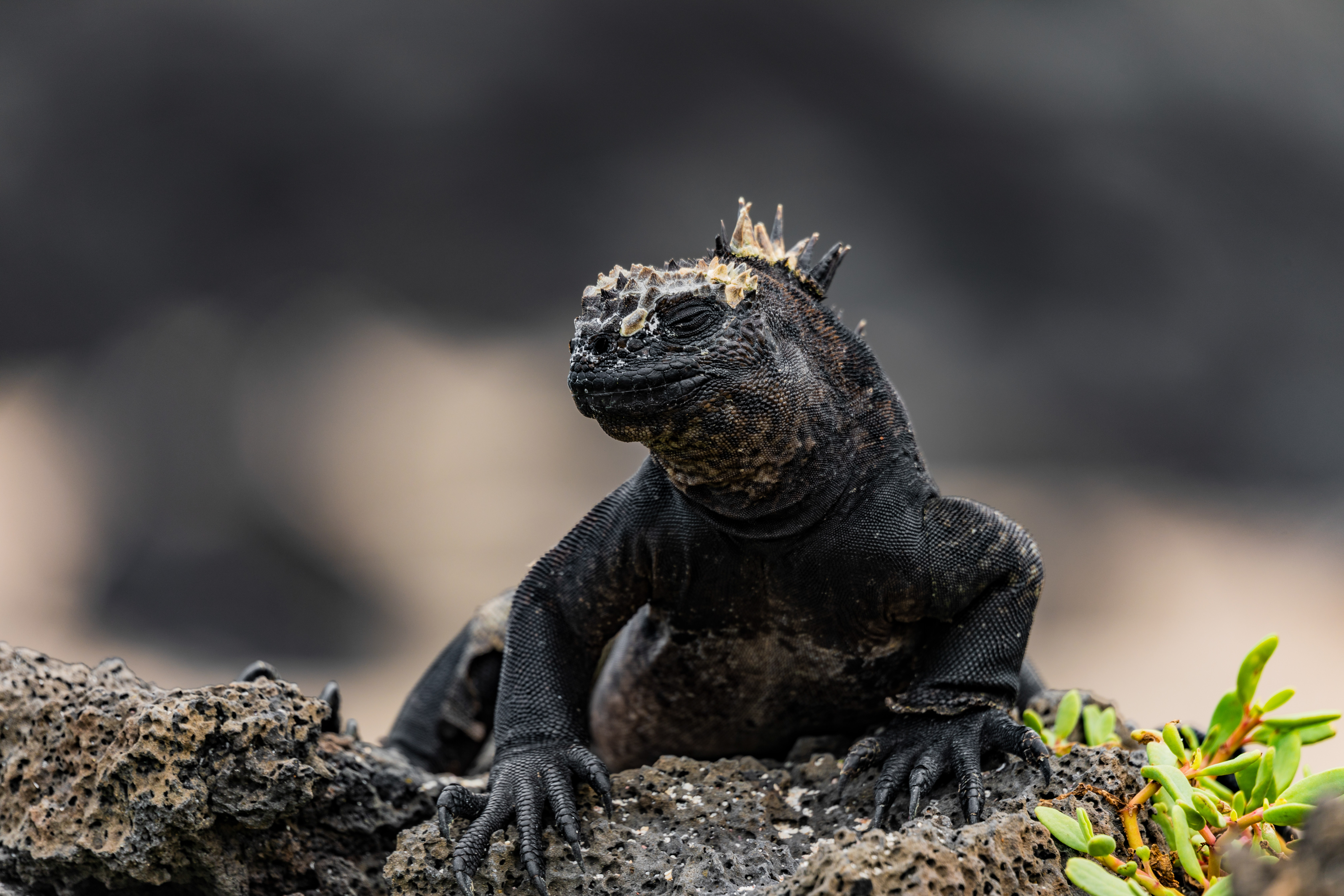 gal%C3%A1pagos-leguaan-in-de-zon