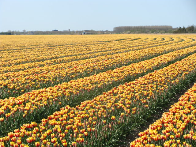 tulpen-in-middelharnis