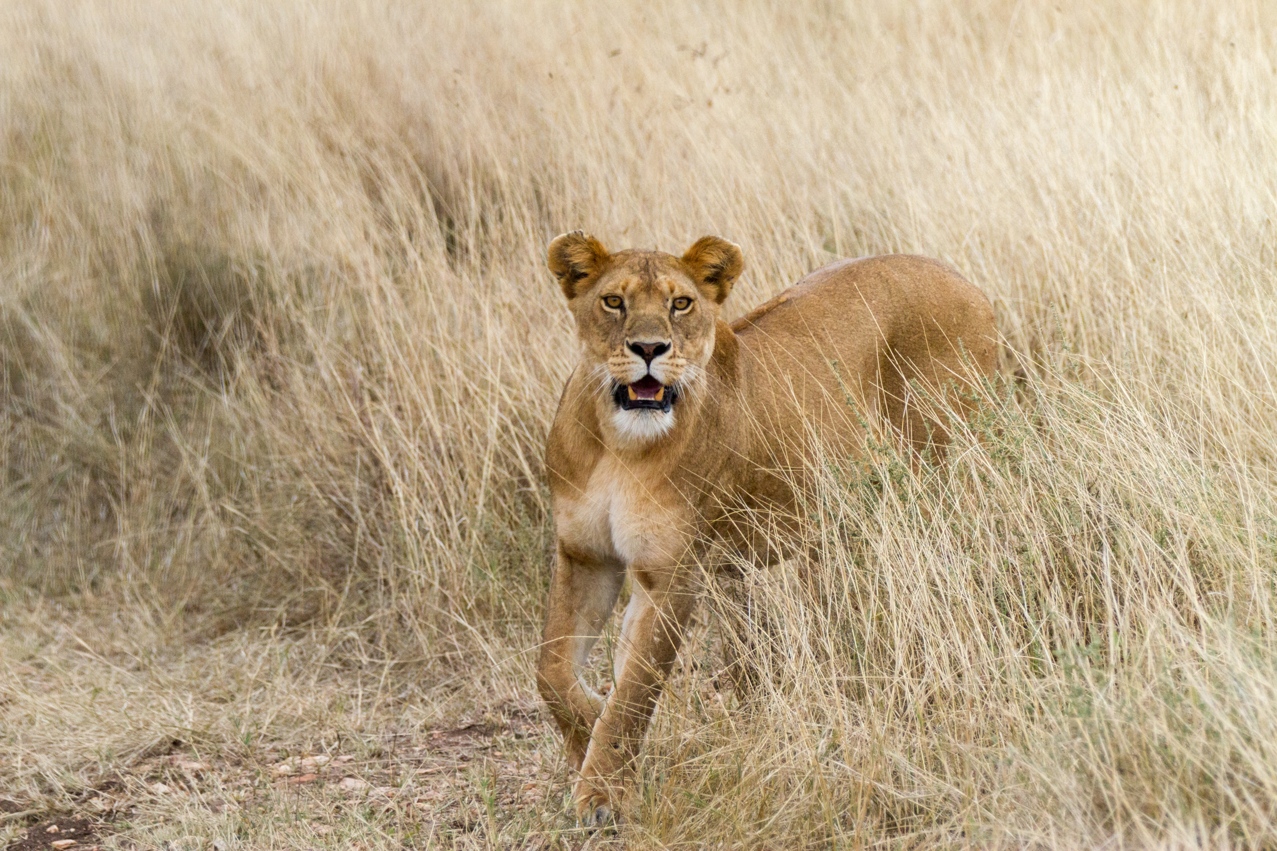 geconcentreerd-op-jacht
