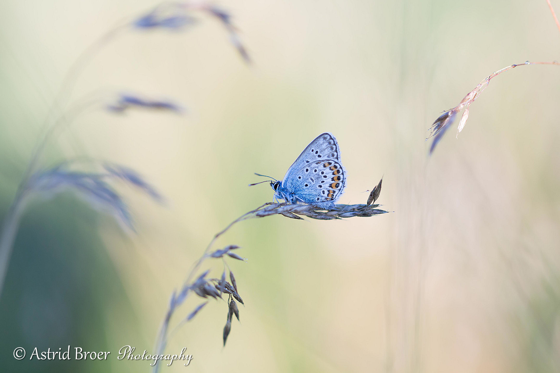 heideblauwtje-1