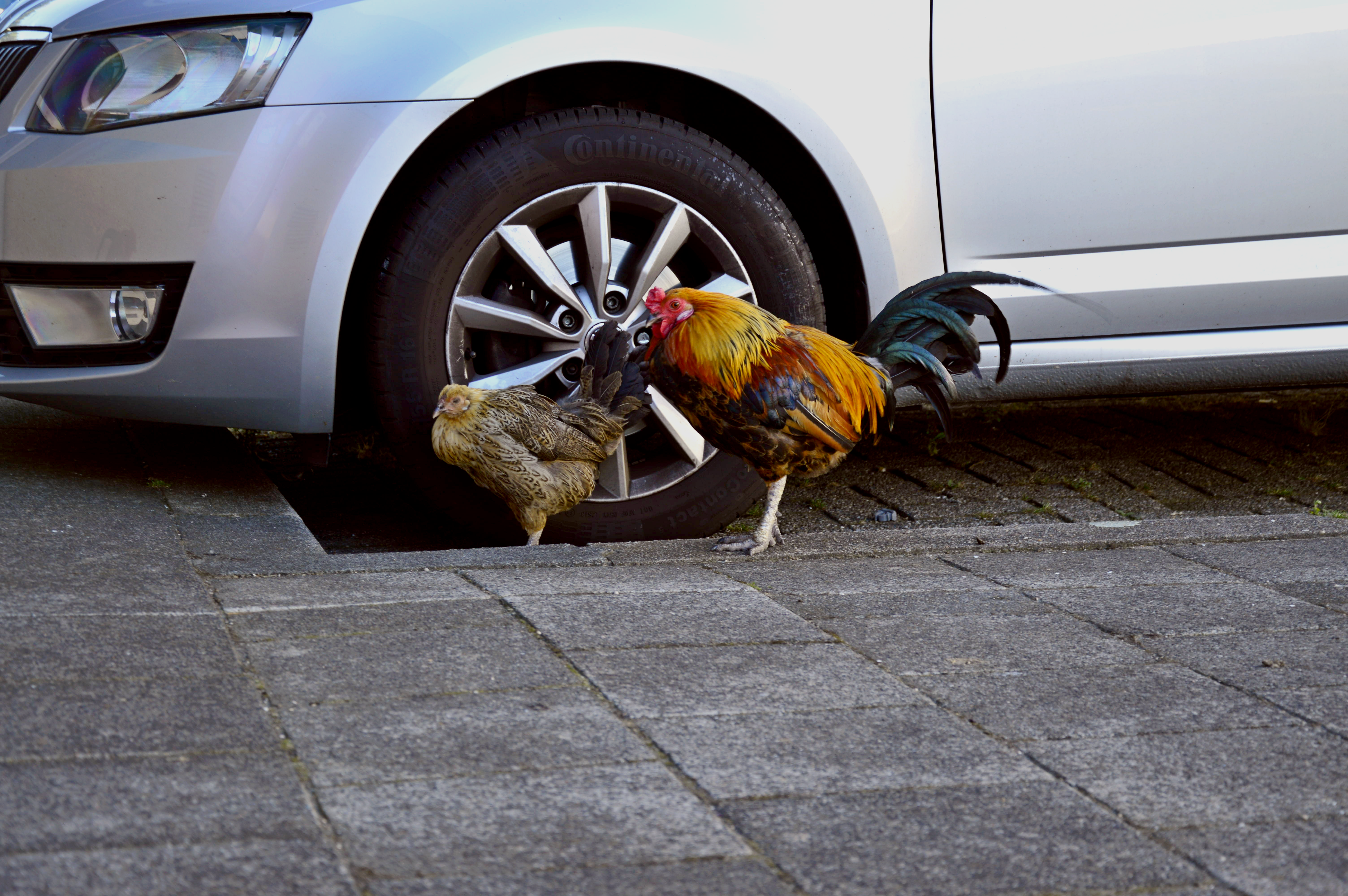 city-wildlife-family-car