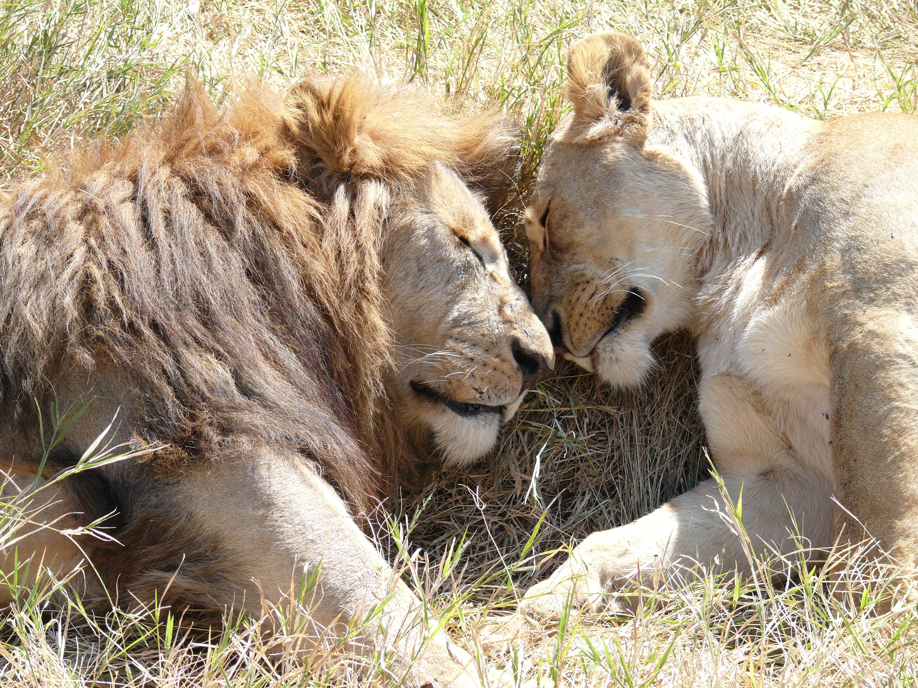 mannetjes-leeuw-en-vrouwtjes-leeuw-op-huwelijksreis