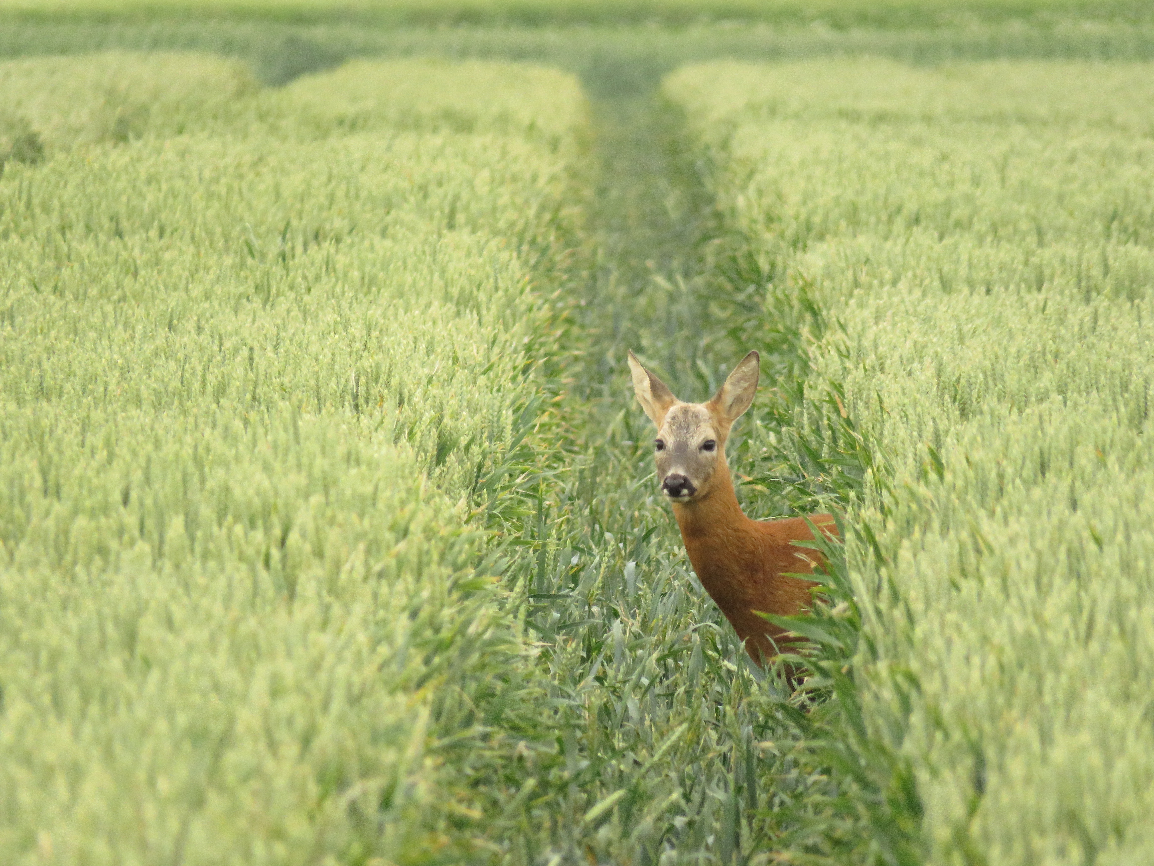 op-de-snelweg-in-het-tarweveld