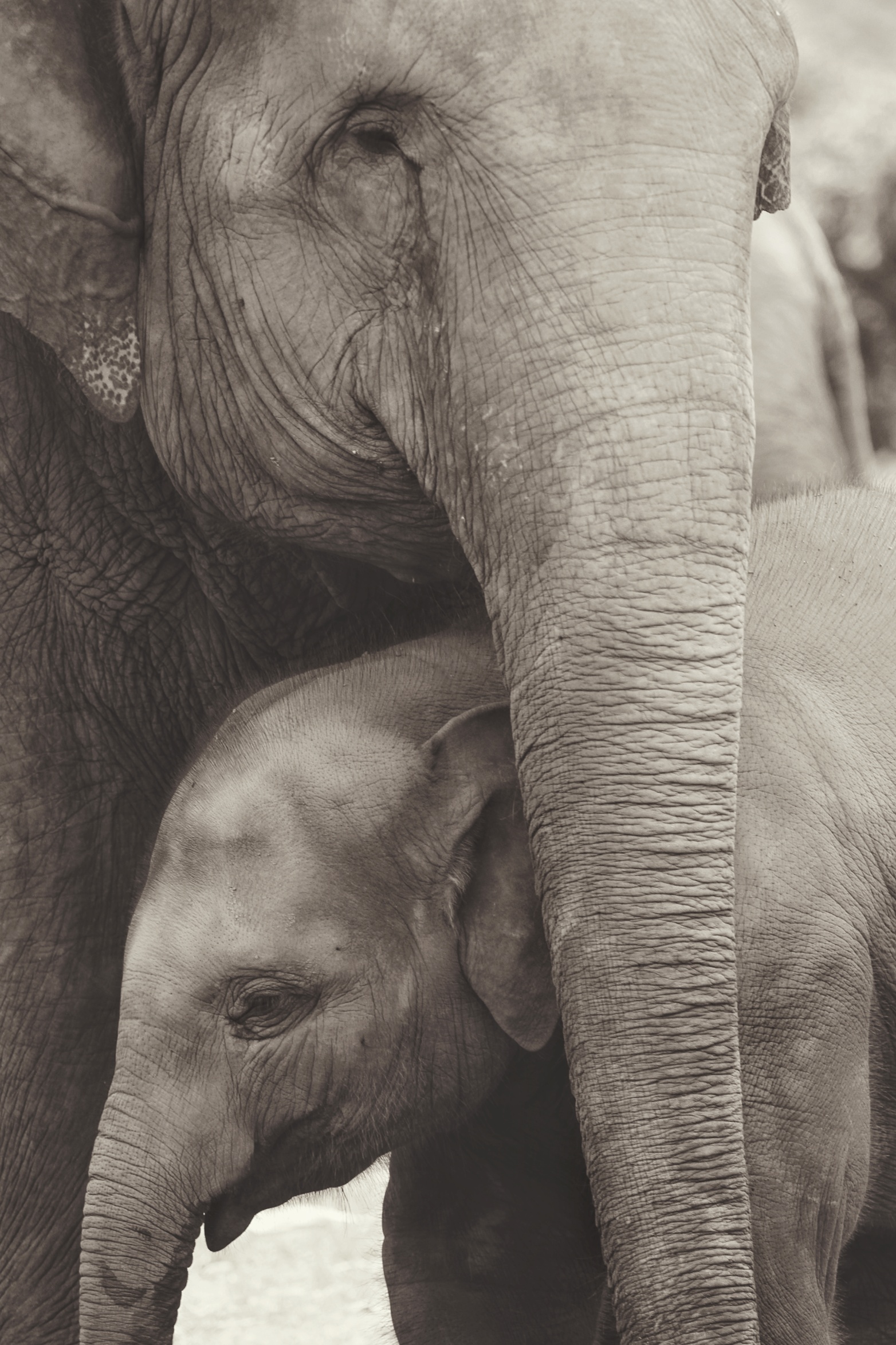 aziatische-olifanten