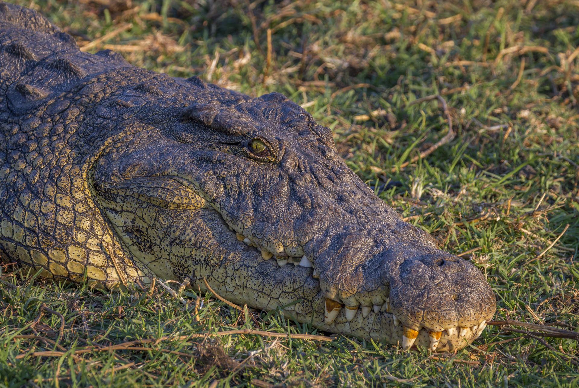 k-zou-dringend-mijn-tanden-eens-moeten-poetsen