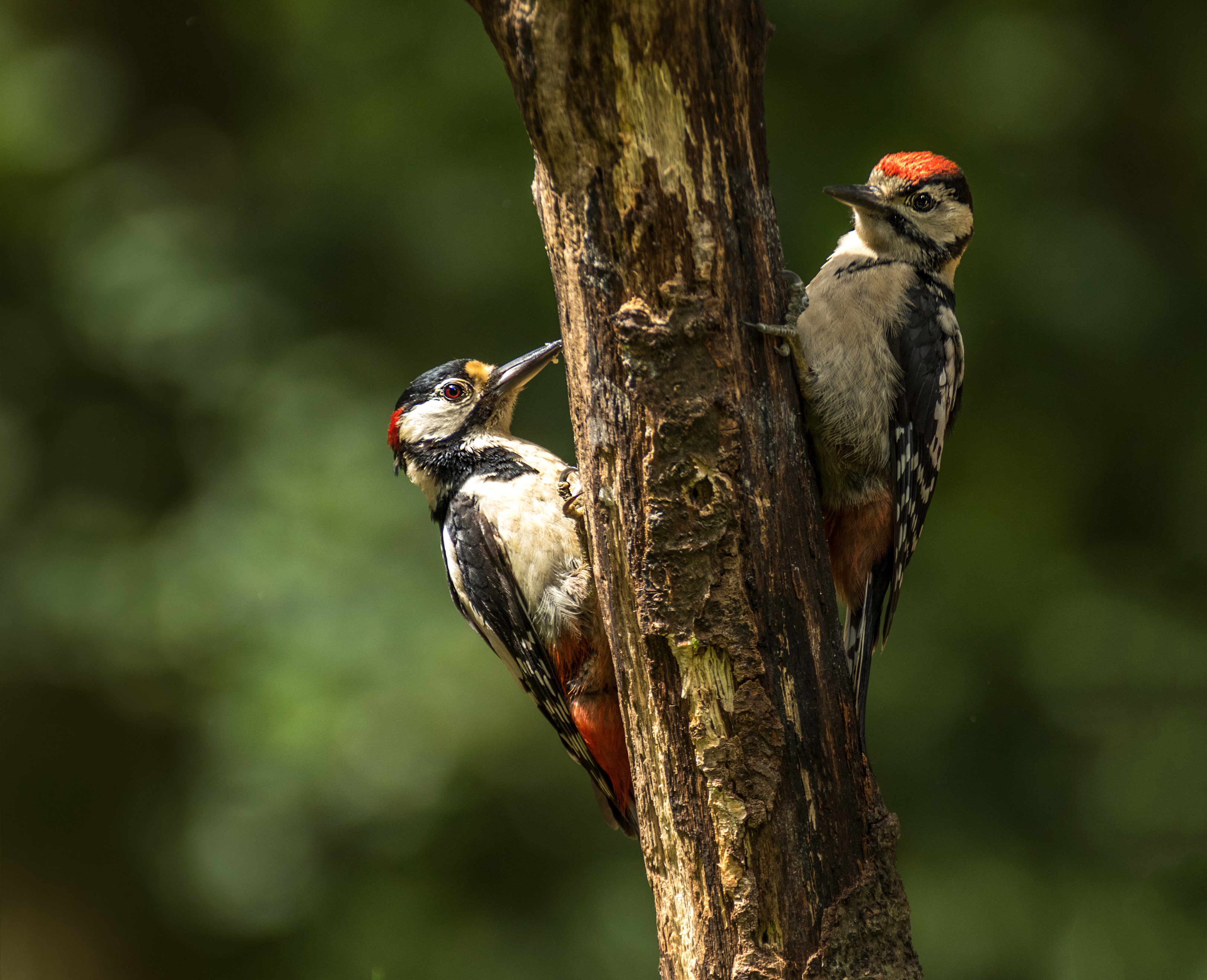 grote-bonte-specht-links-adult-mannetjerechts-juveniel