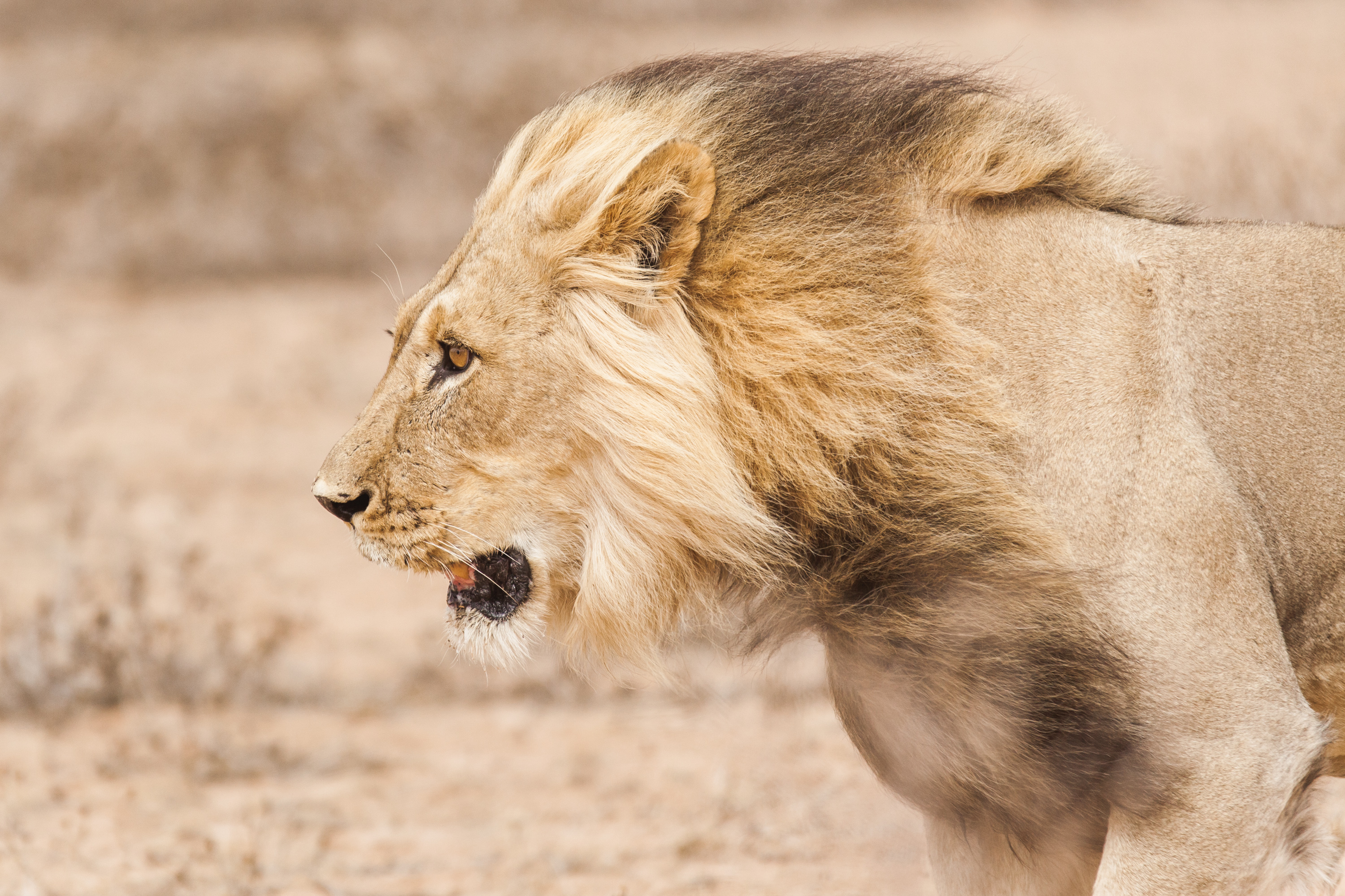 leeuw-in-kgalagadi-zuid-afrika