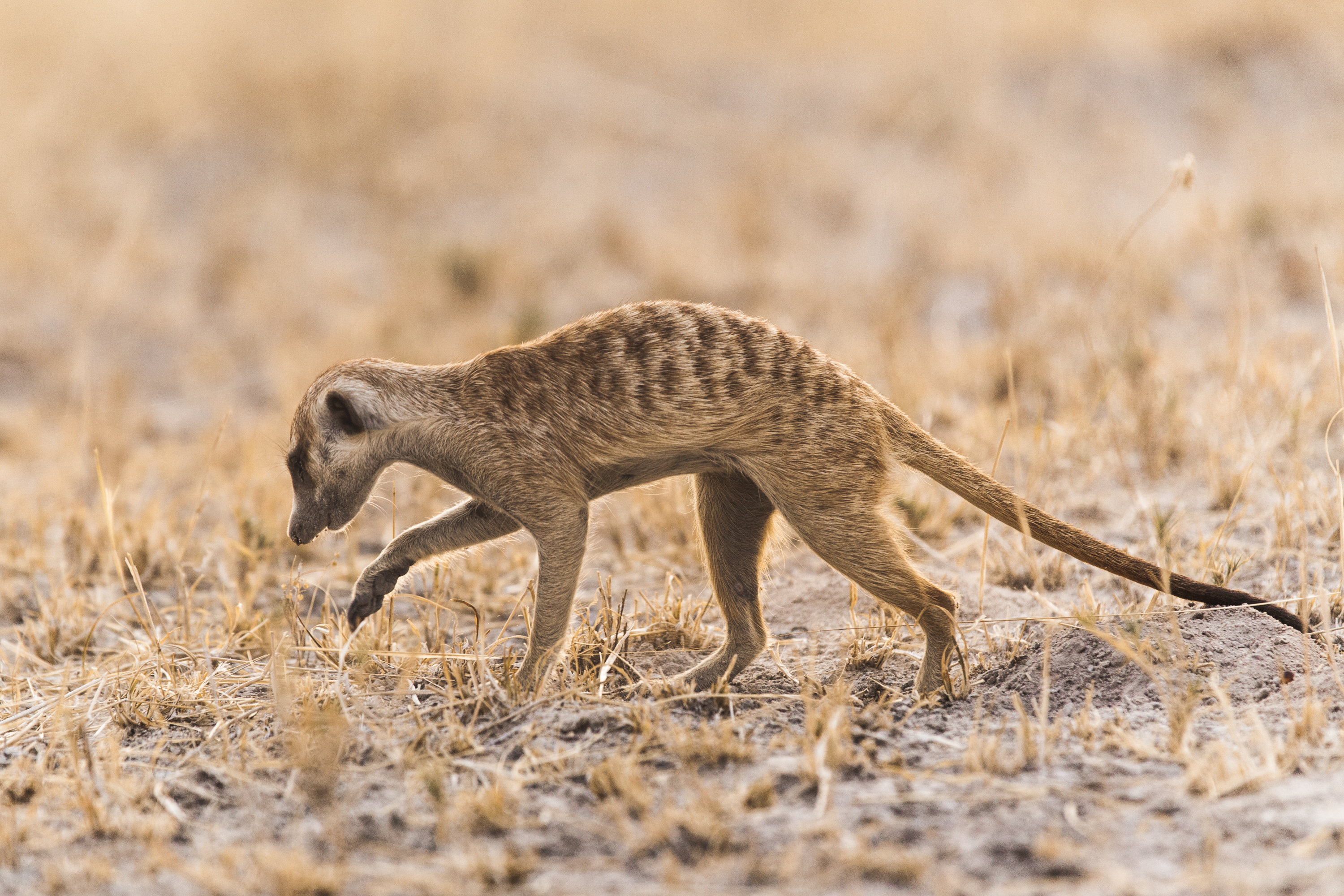 stokstaartje-in-botswana