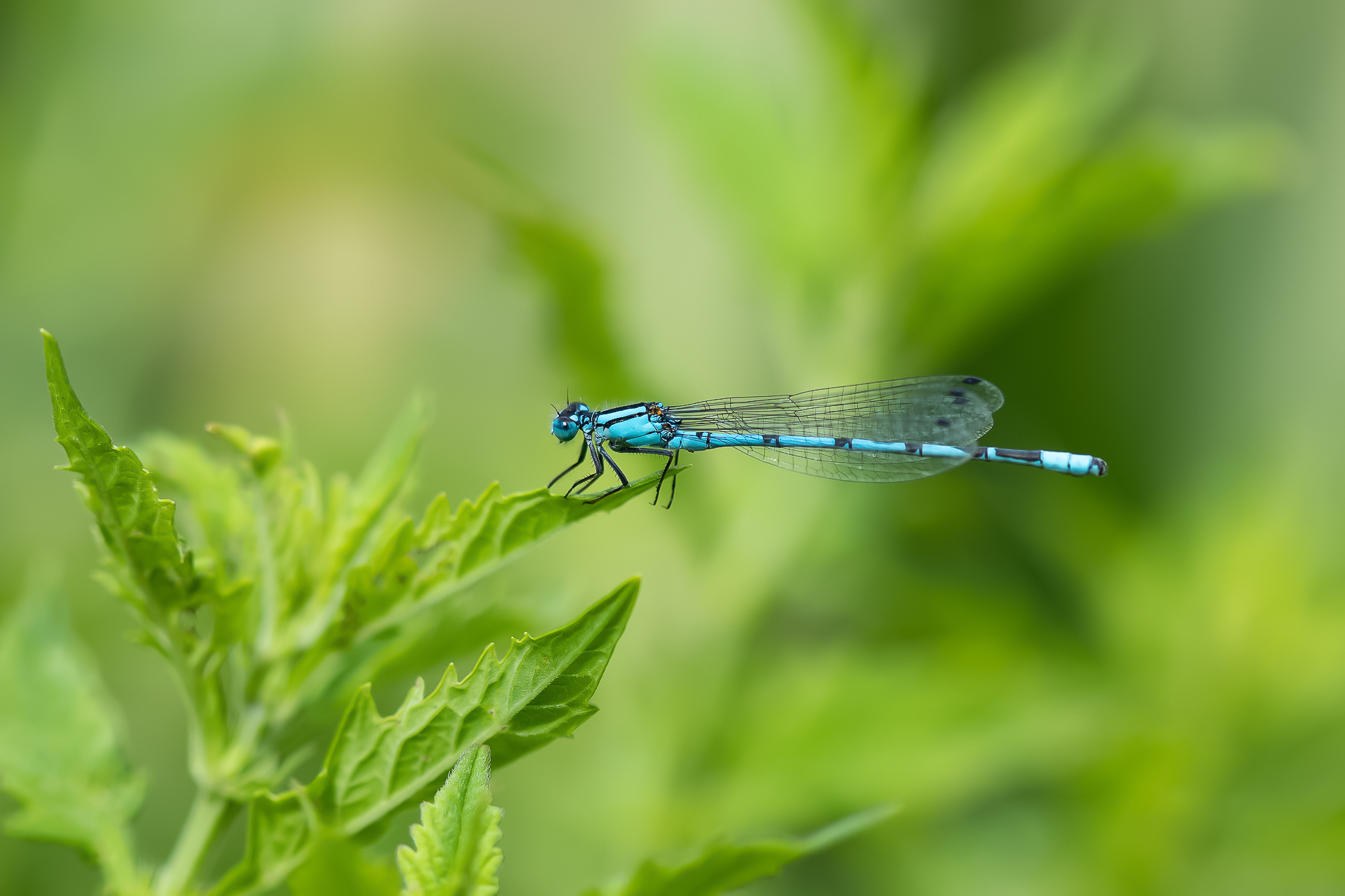 juffertje-kew-gardens-london