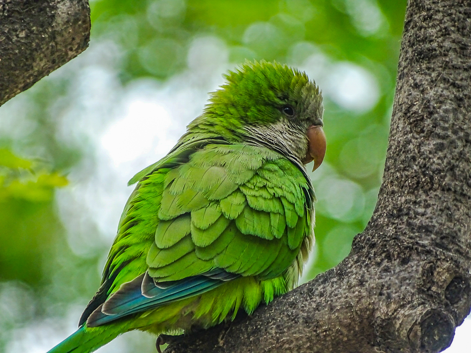 groene-parkiet-barcelona