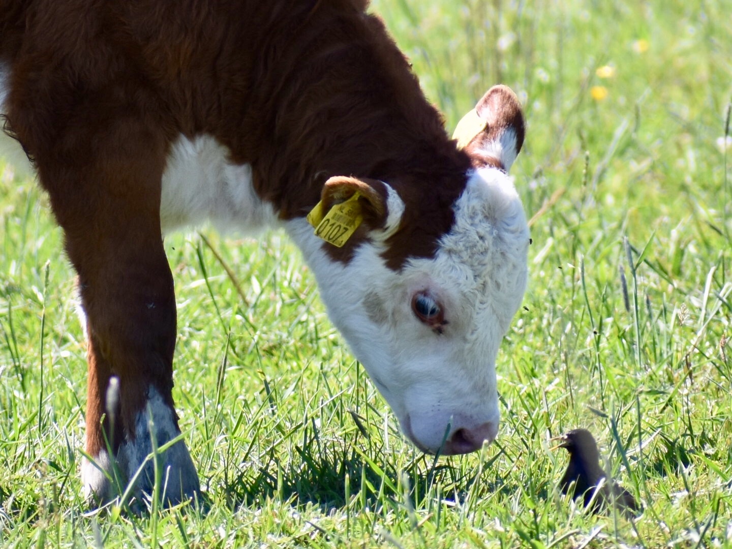 kalf-ontmoet-vogeltje