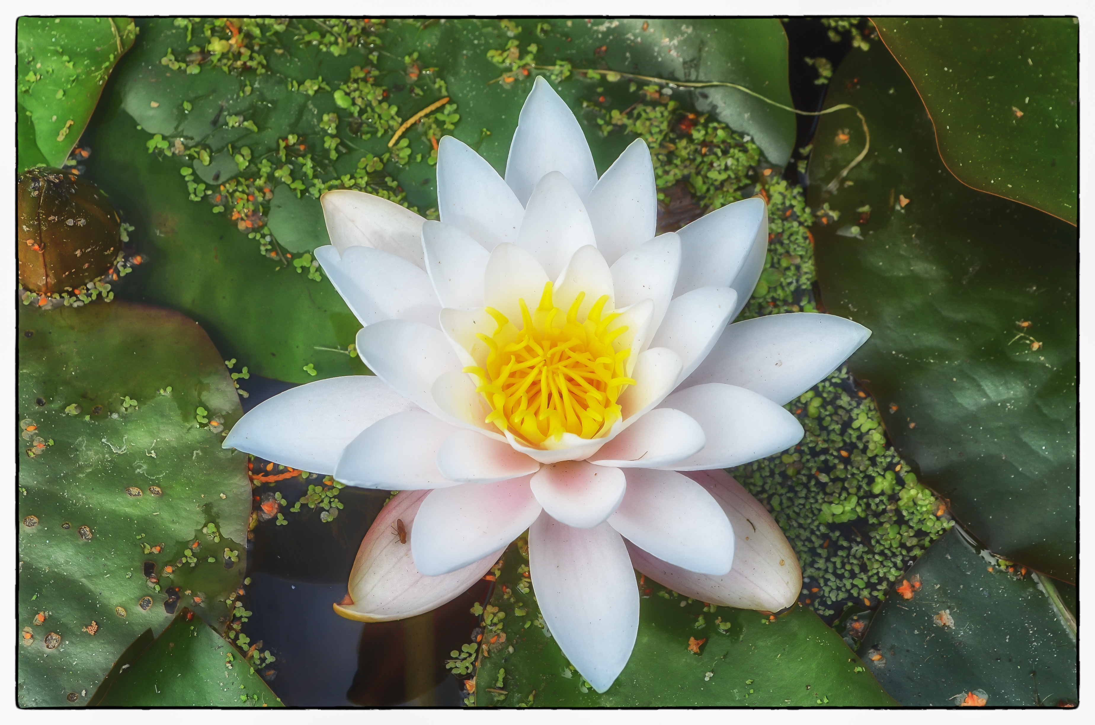 waterlelie-op-zn-mooist