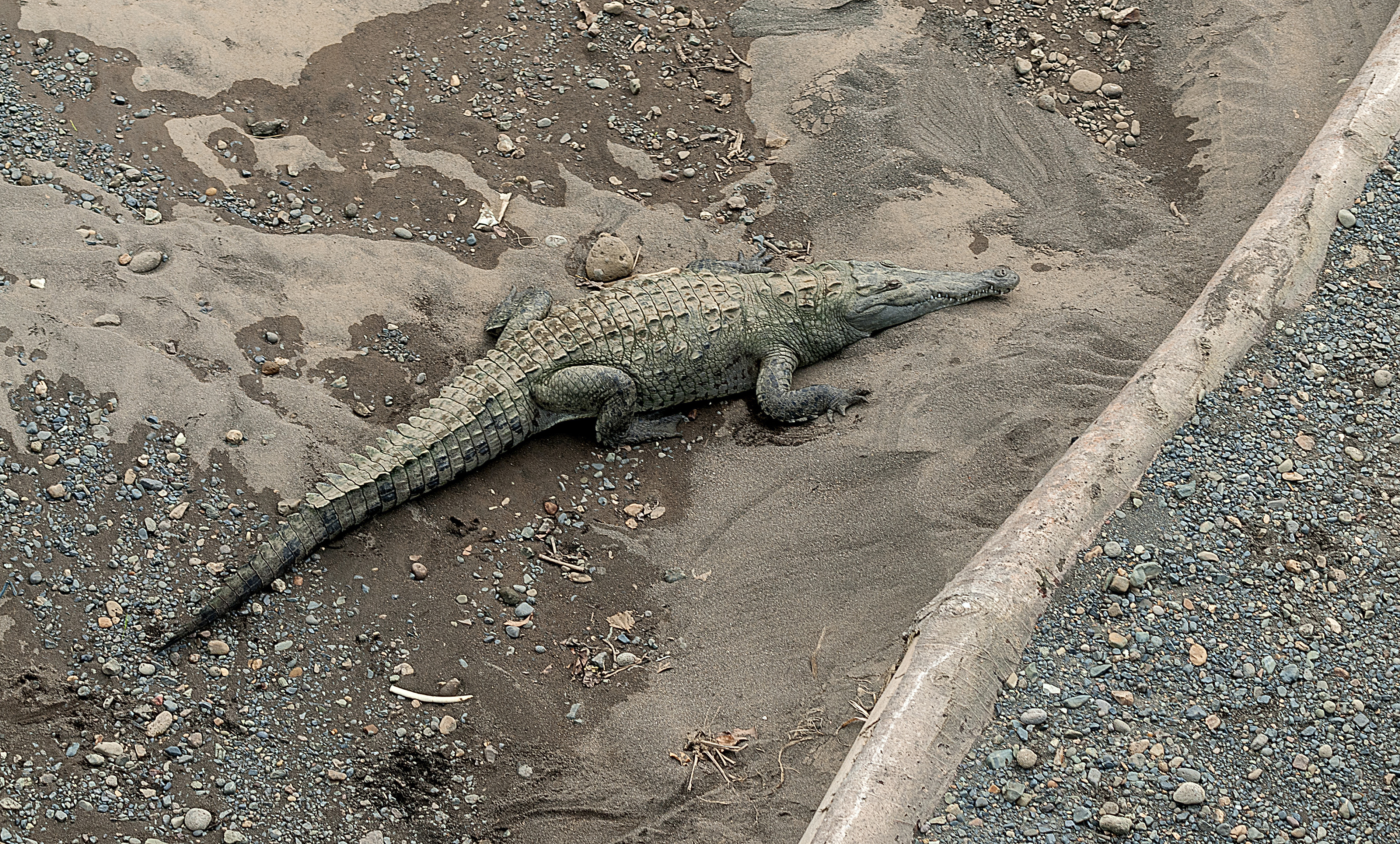 krokodil-1