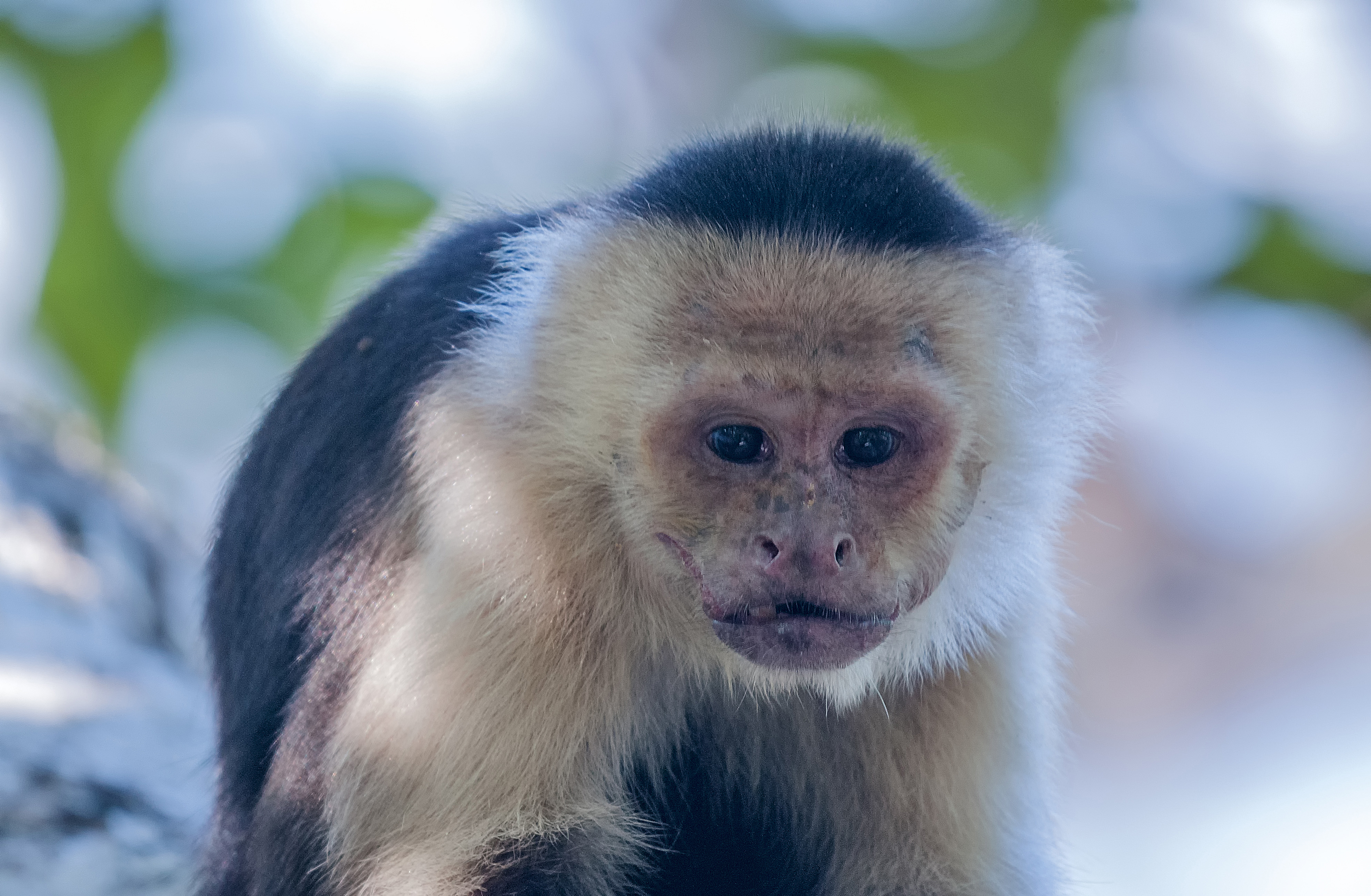 witschouderkapucijnaap