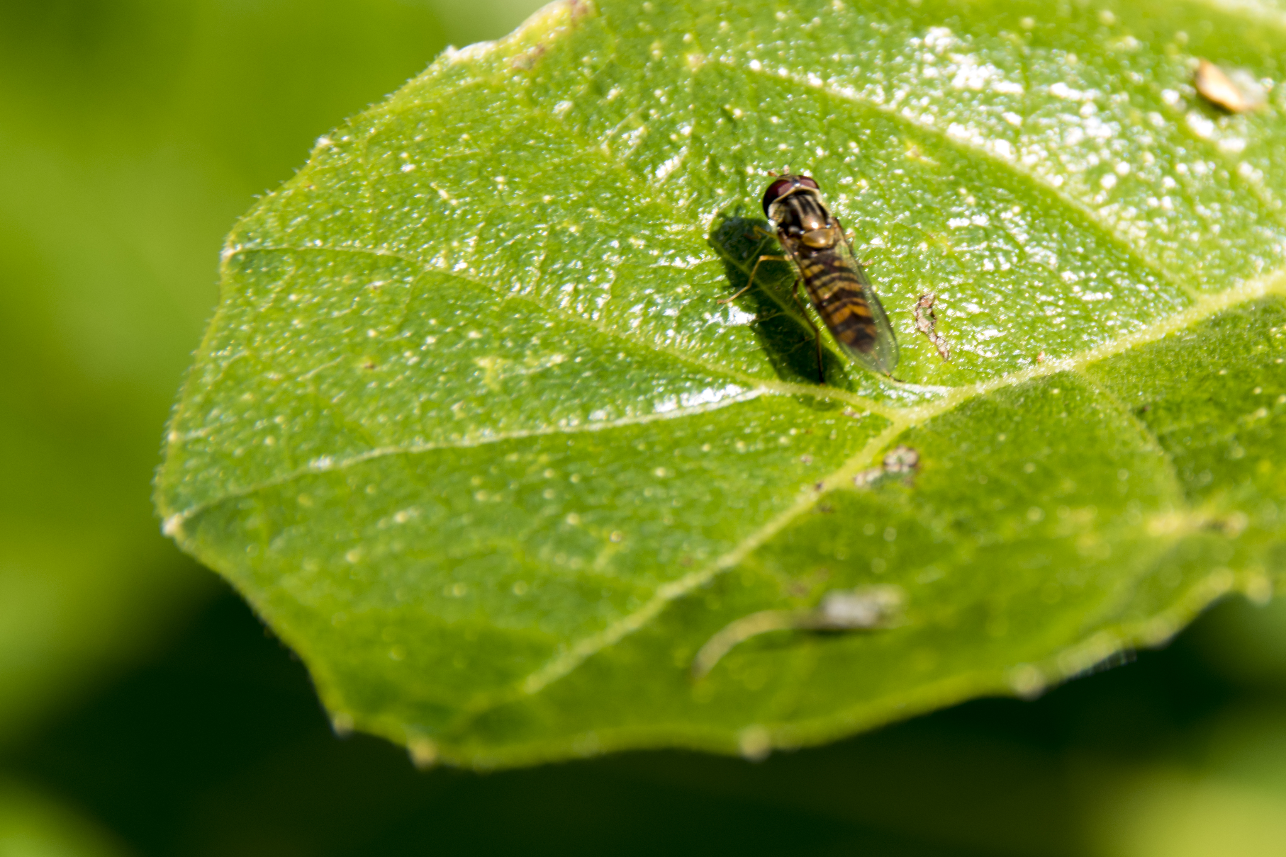 bijtje-bijtje-zoem-je-nog