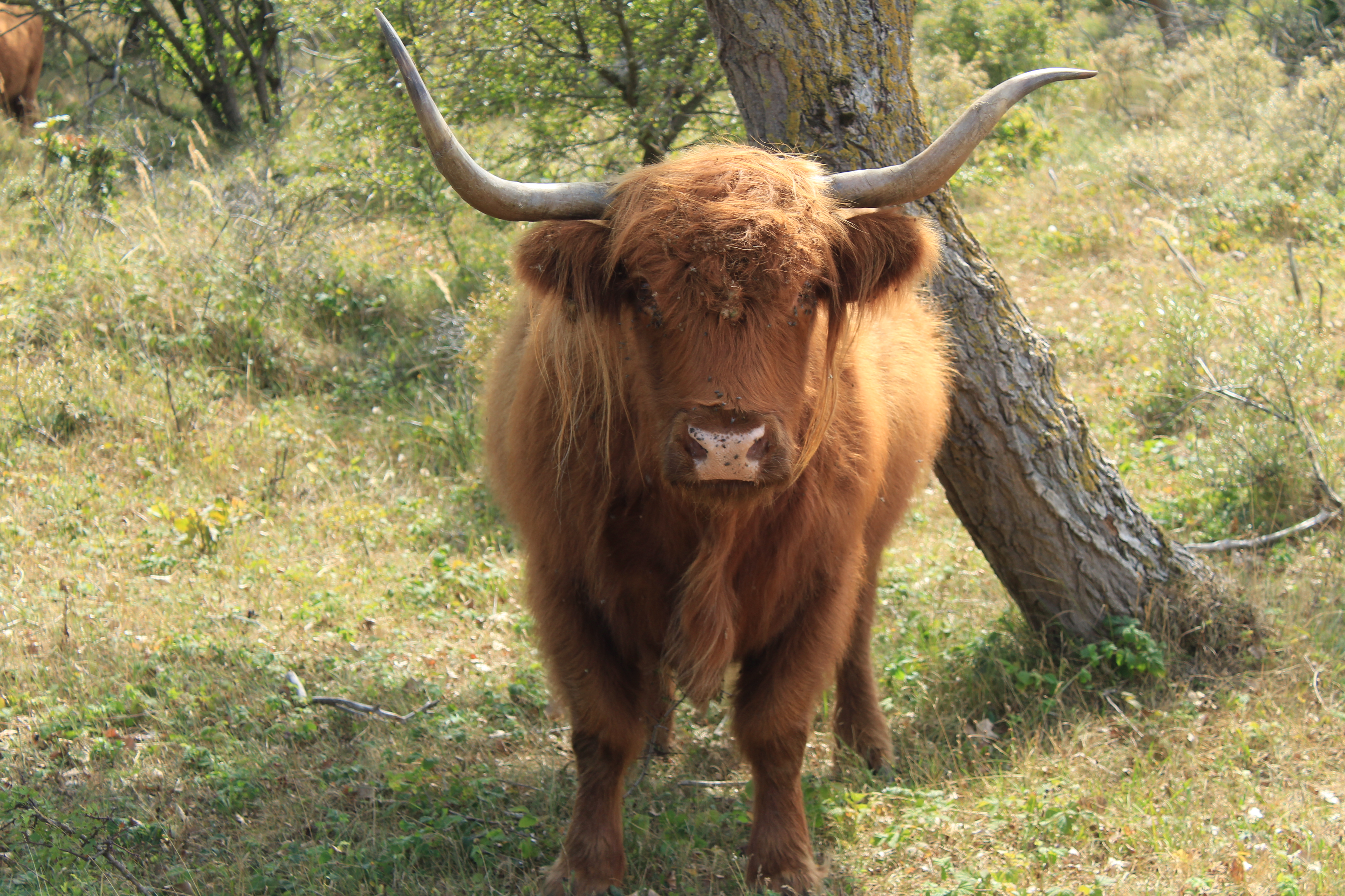 hooglanders-in-heemskerk