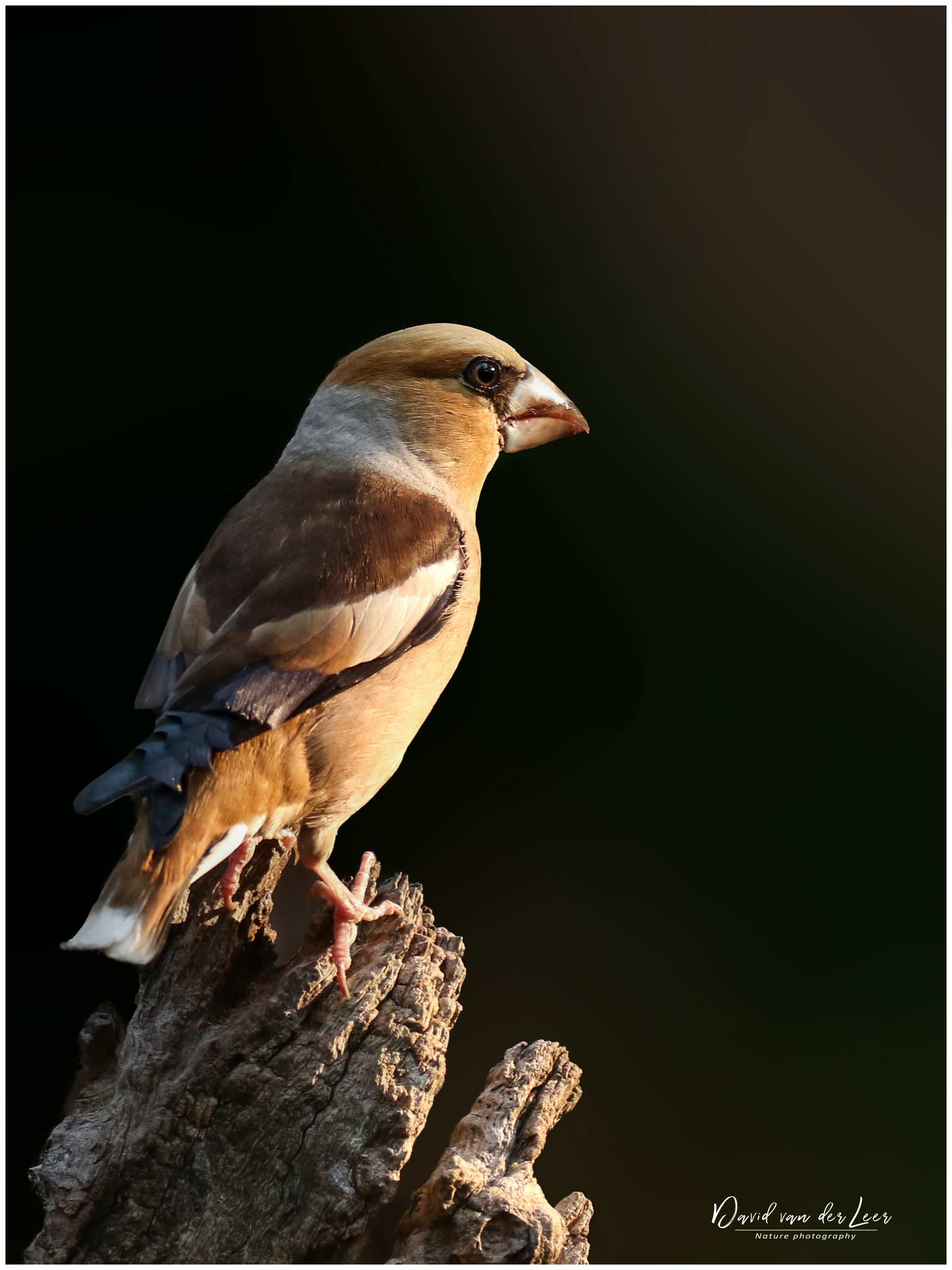 appelvink-op-de-uitkijk