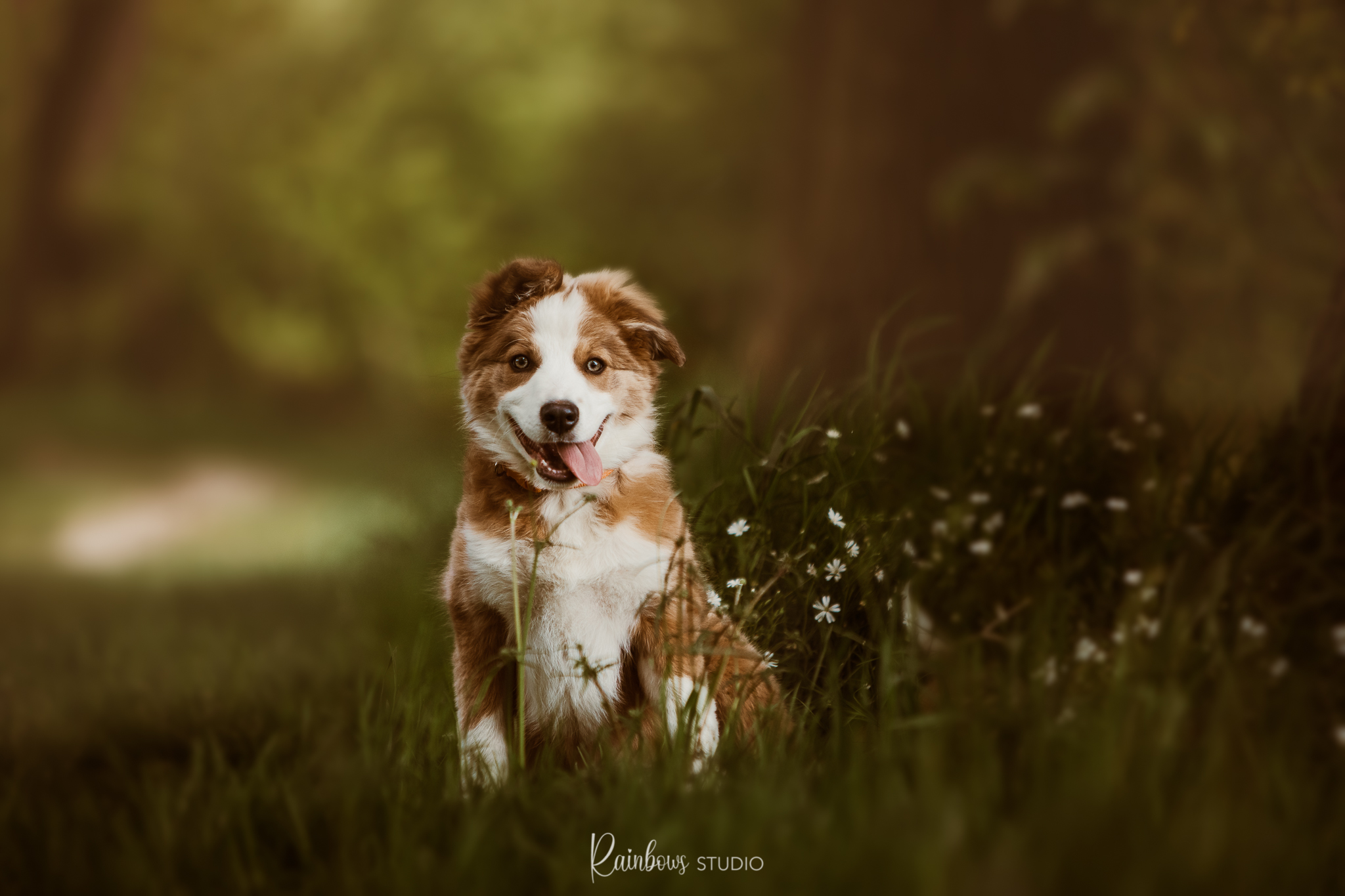 puppy-vedet