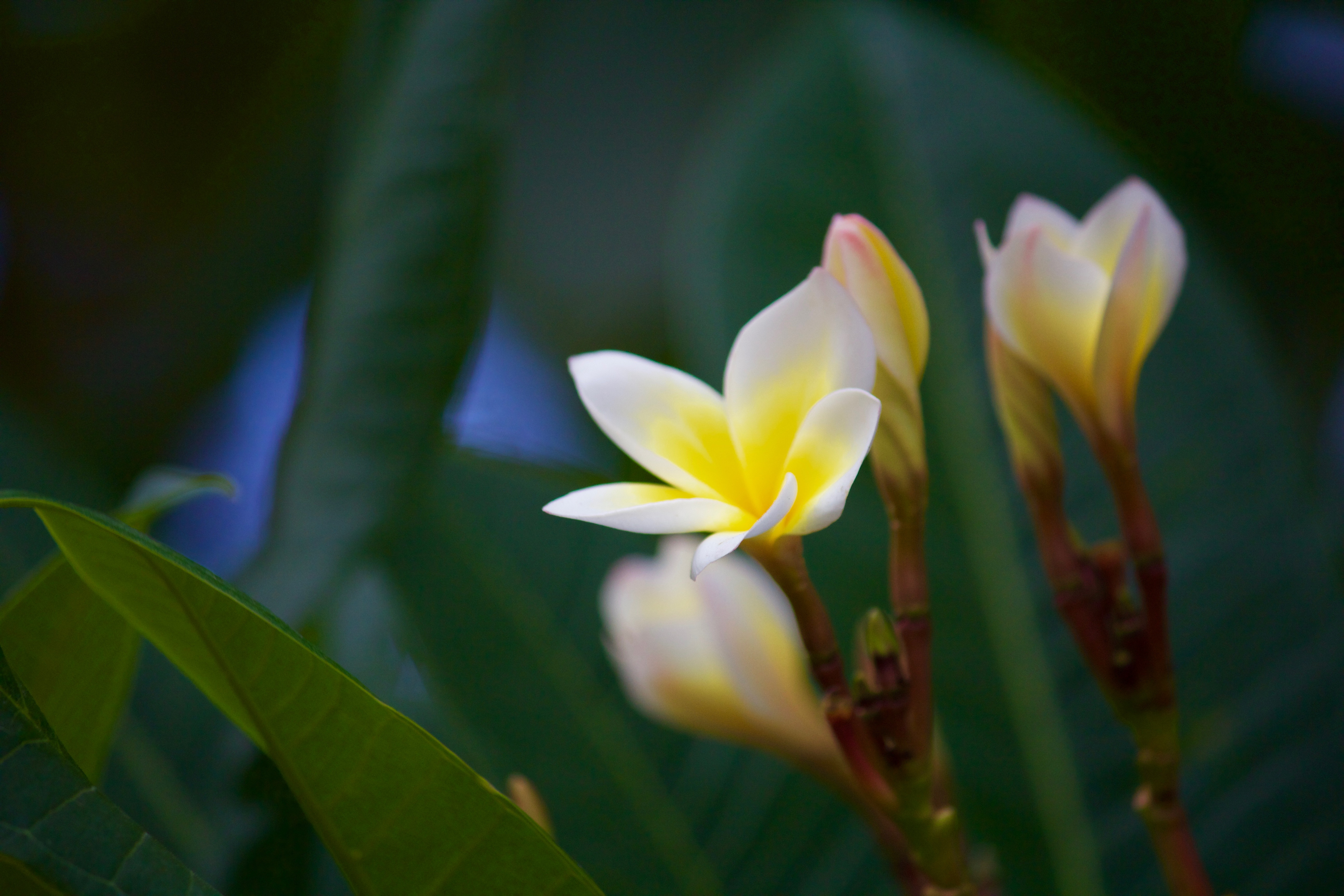 a-flower-cannot-blossom-without-sunshine