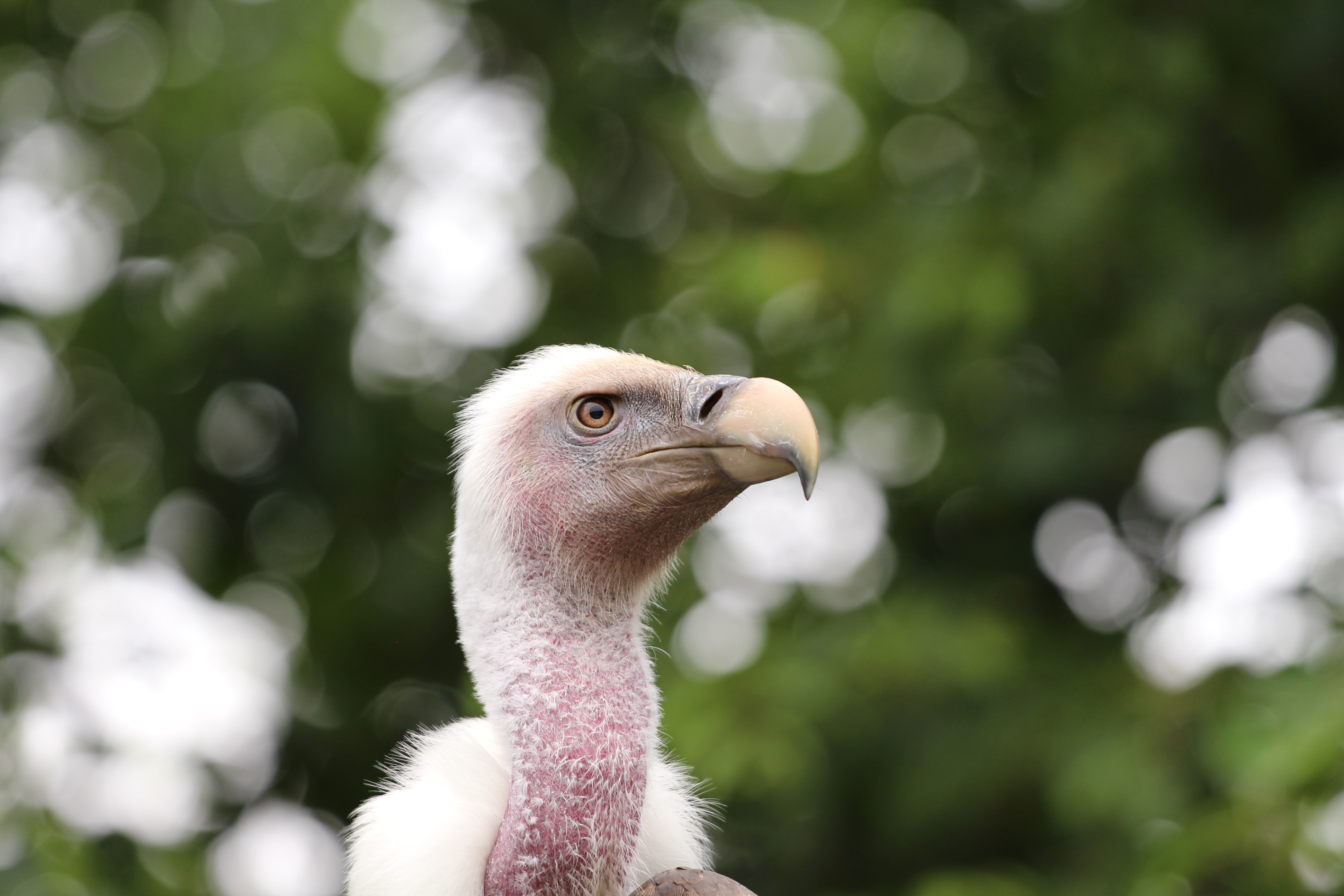 ik-ben-mijn-wilde-haren-uh-veren-kwijt