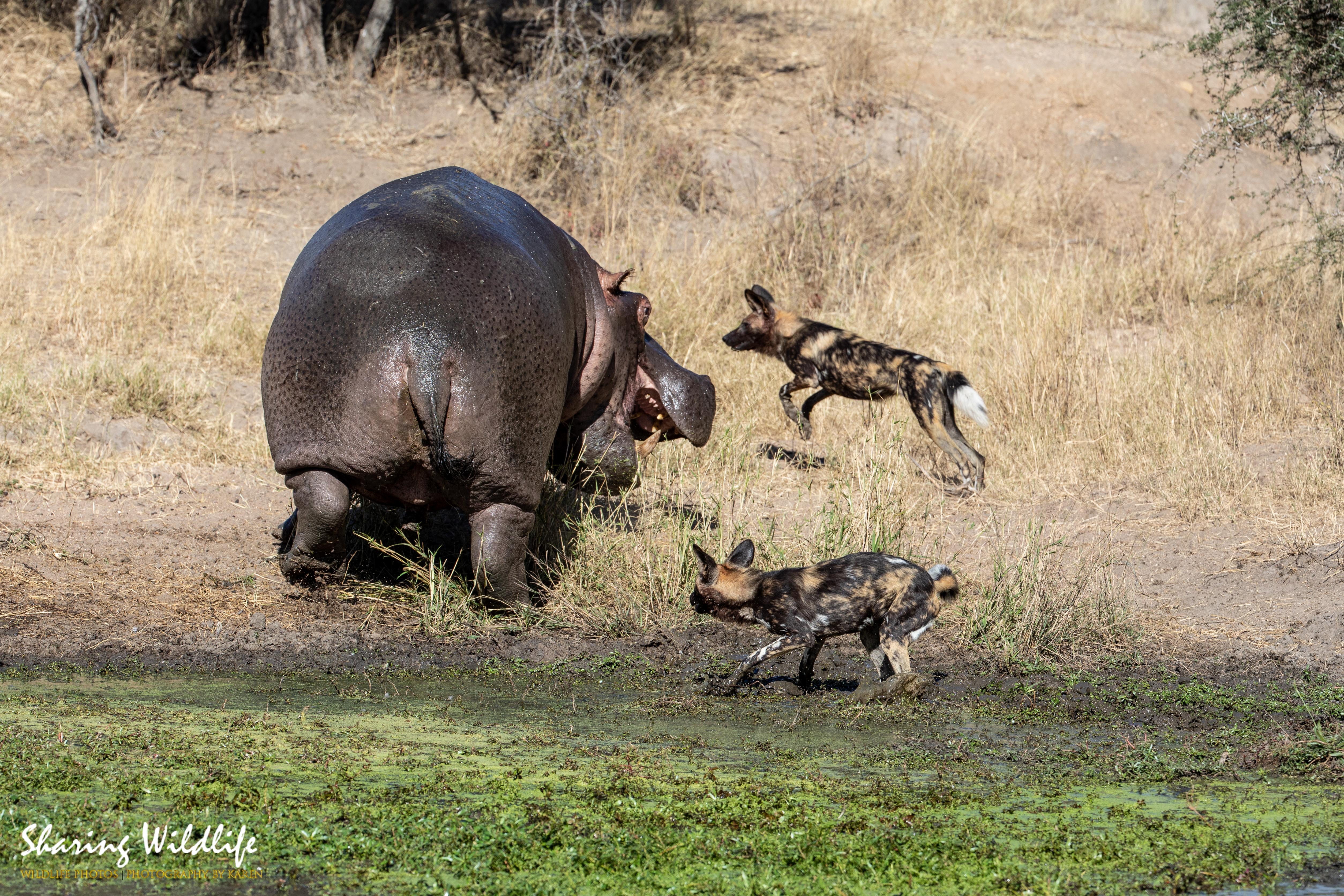 let-me-show-you-how-big-i-am