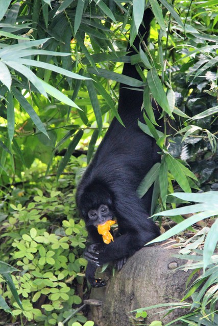 etende-grijpstaartaap