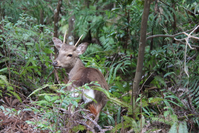 hert-op-miyajima