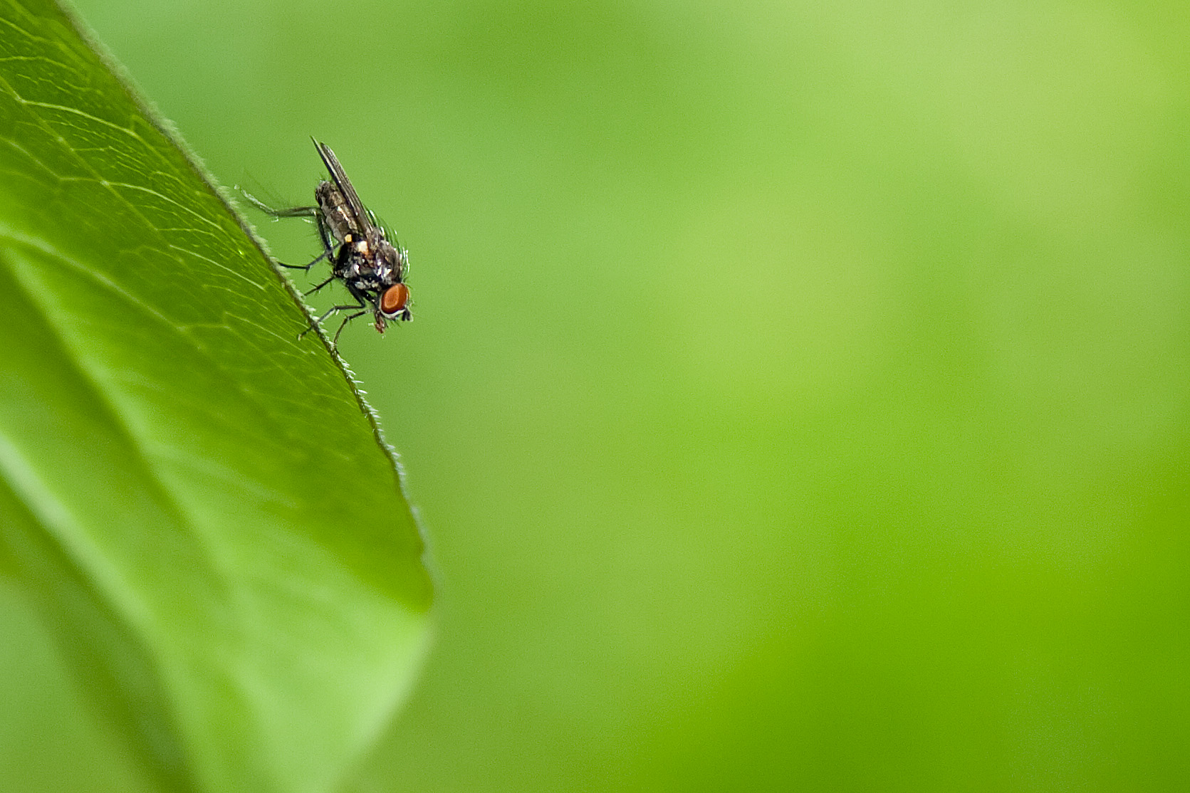 vliegje-op-de-zijkant-van-een-blad