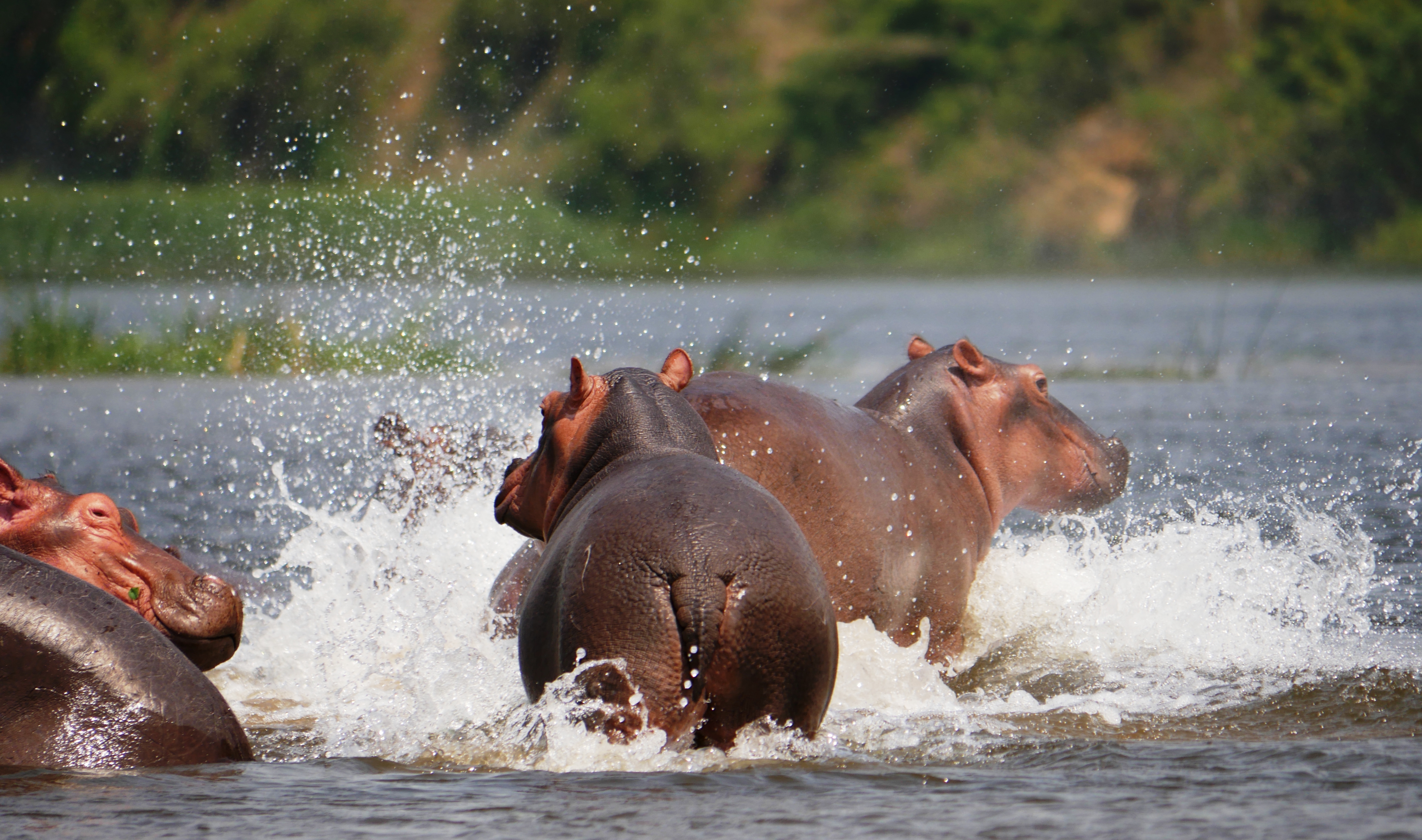 nijlpaarden-in-galop