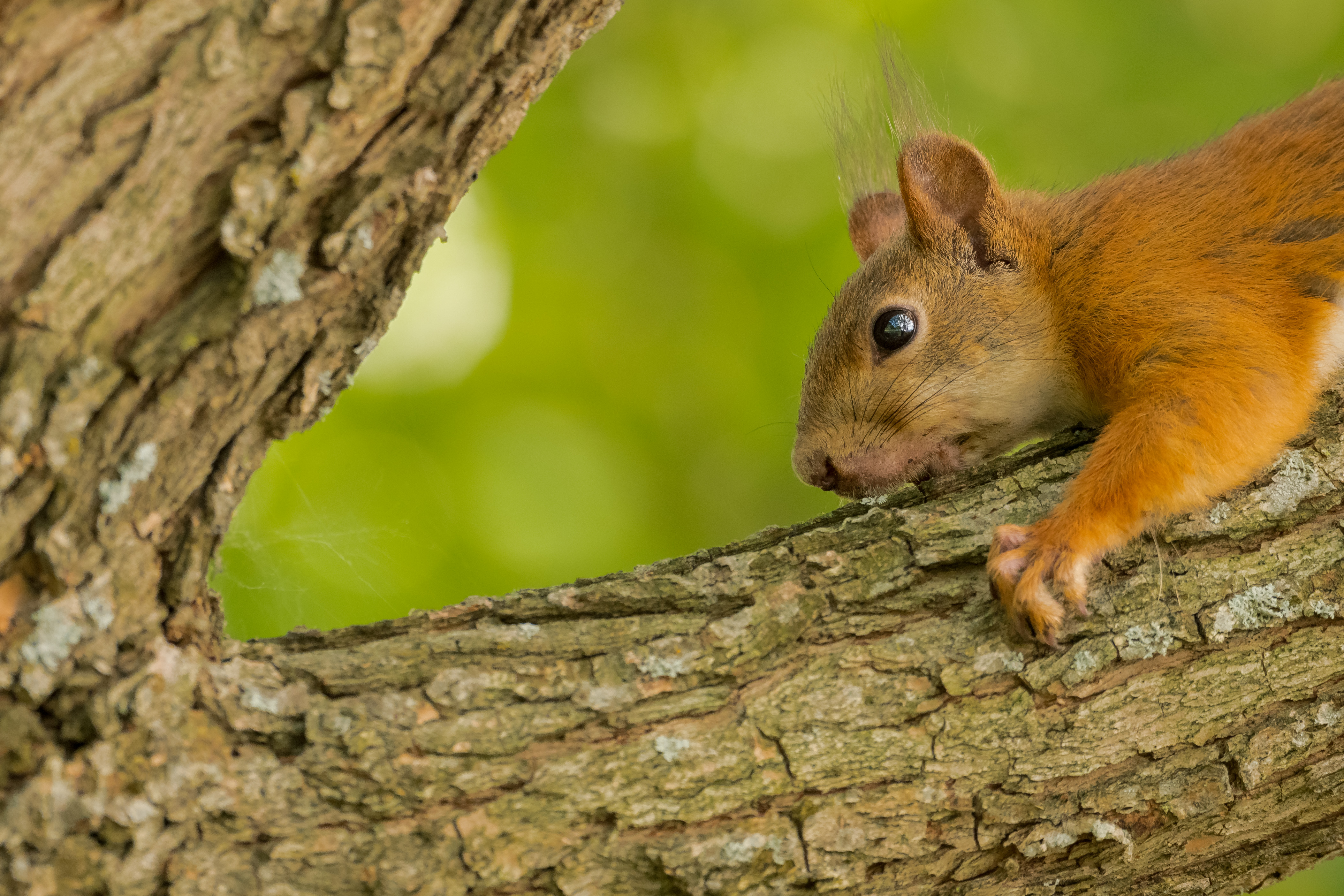 eekhoorn-in-ruststand