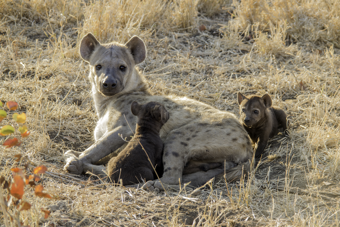 wilde-hond-met-jongen