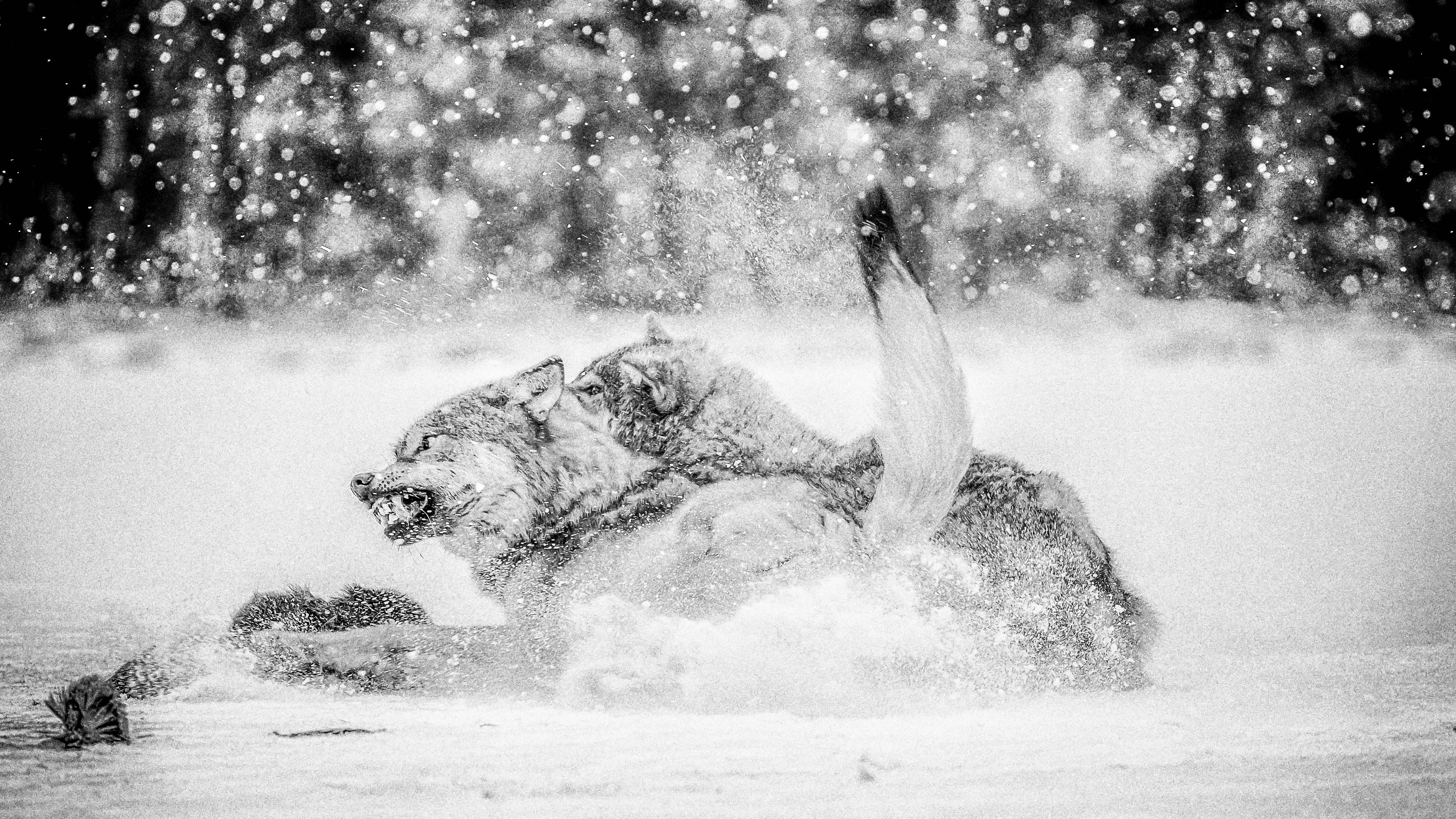 wolven-in-wit-rusland-belarus-1