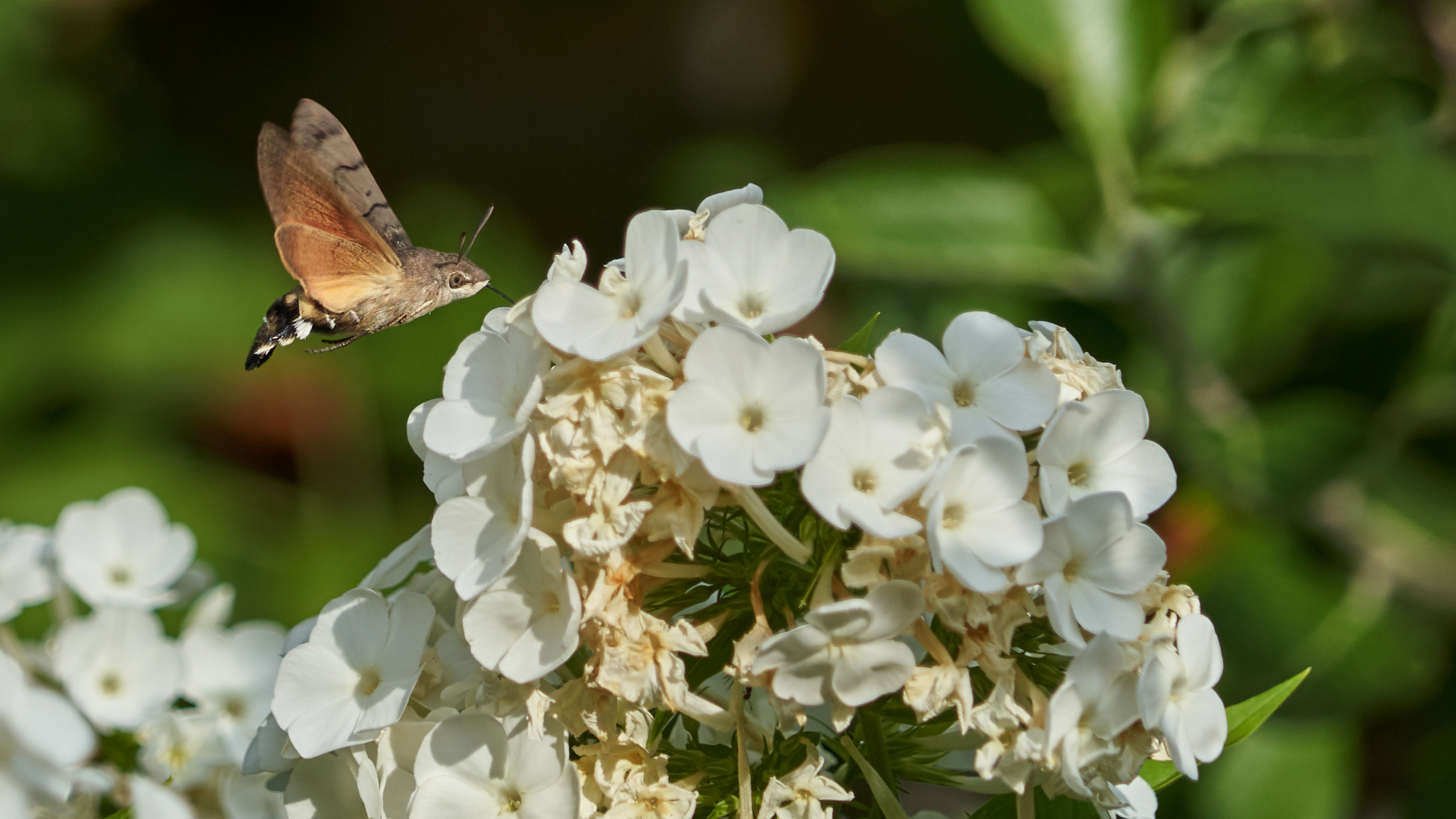 surprise-visit-van-een-kolibrivlinder