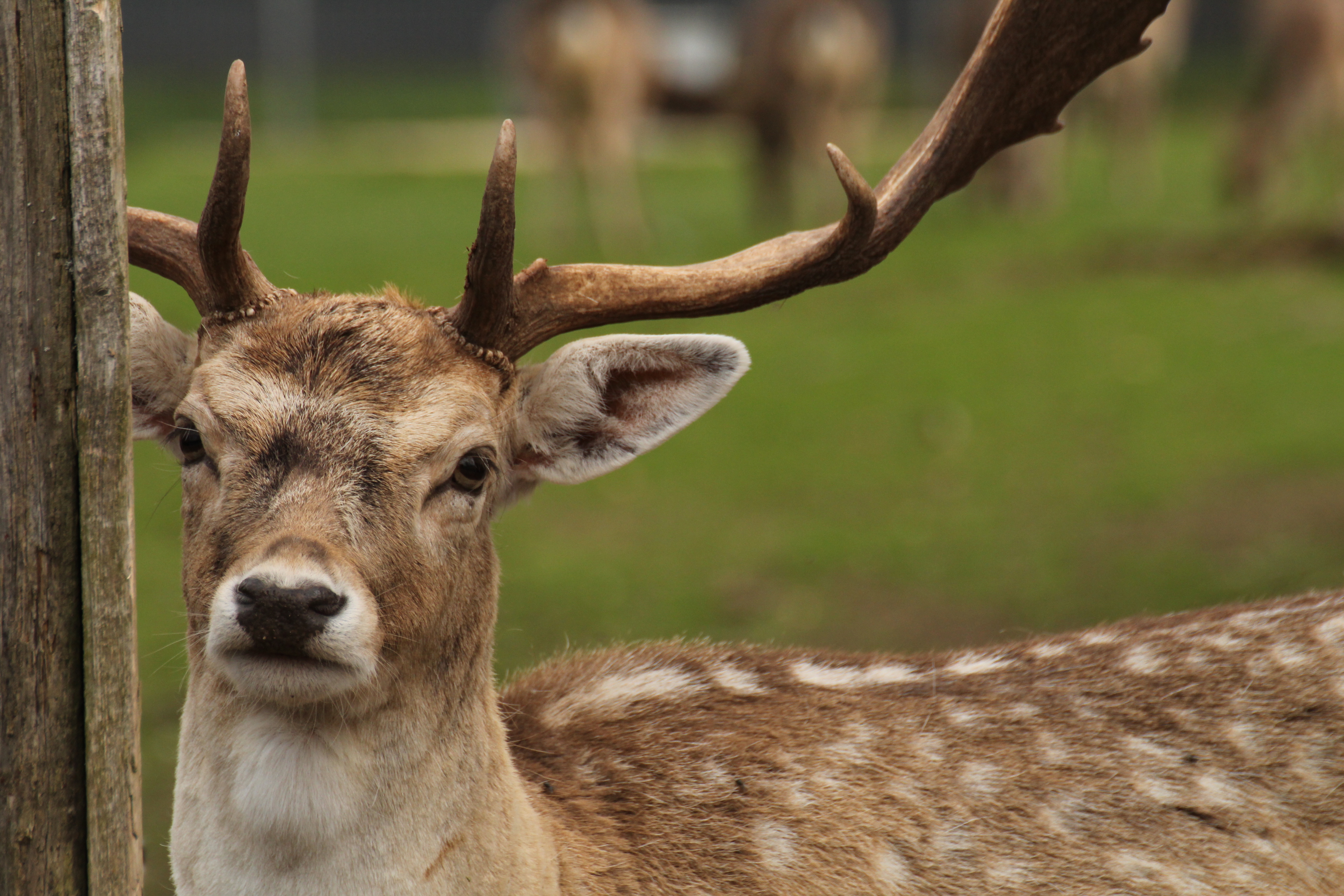groep-damherten-aan-het-grazen