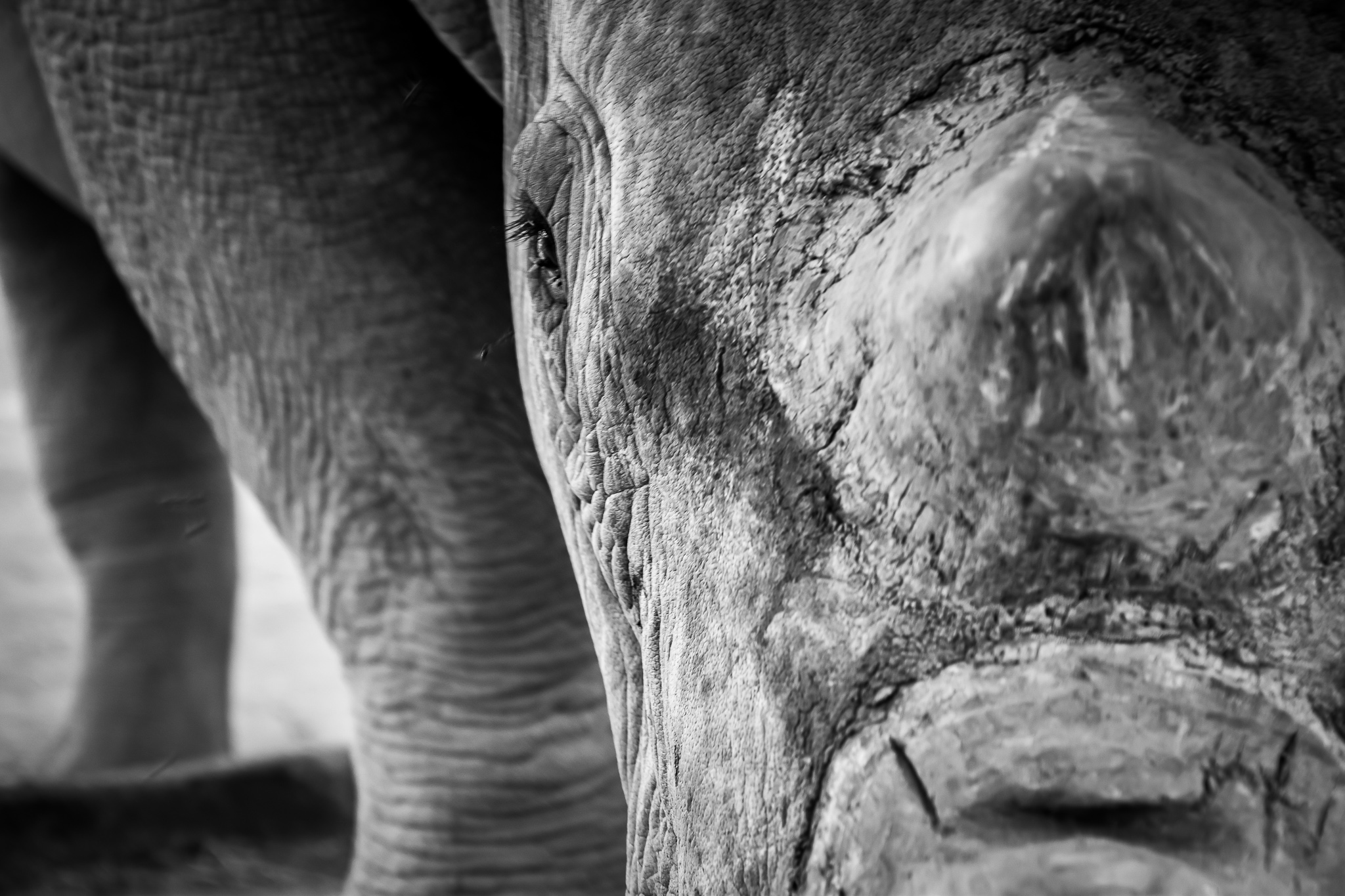 witte-neushoorn-nambi%C3%AB-afrika-2018