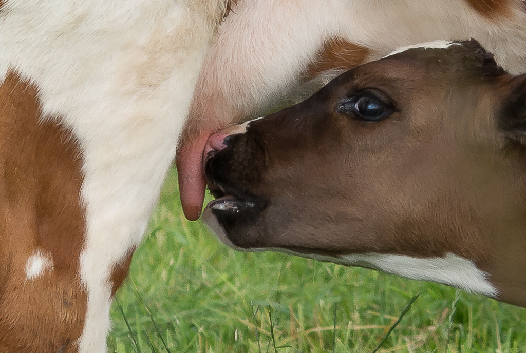 ik-laat-ze-maar-even