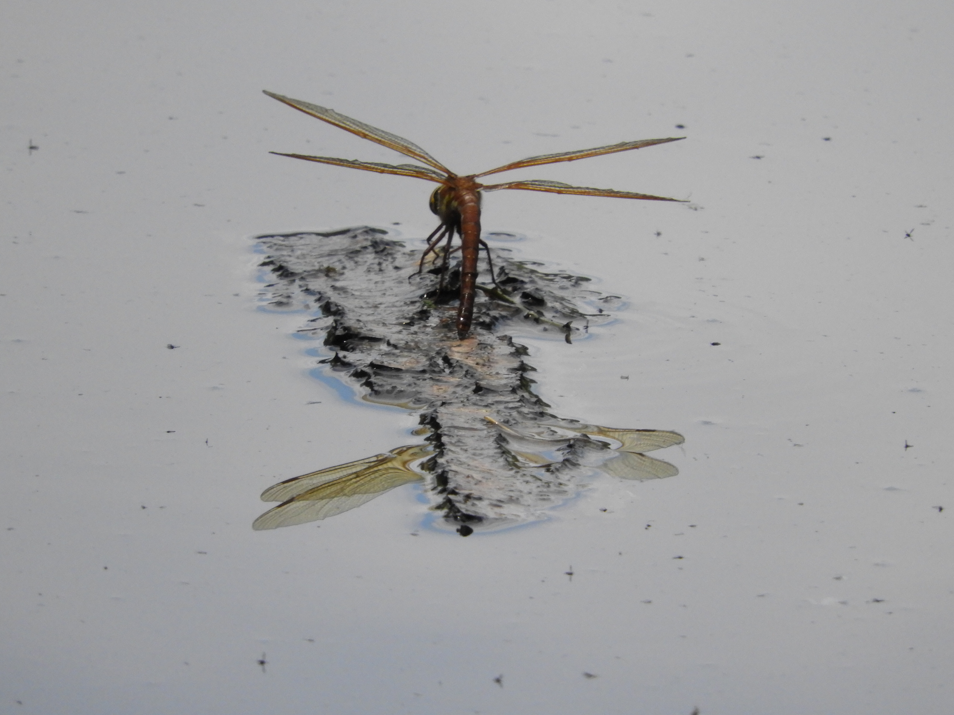libelle-bezig-met-ei-afzetting-op-boomschors-in-vijver