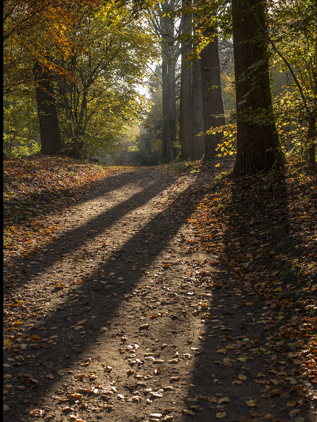 schaduw-rij-bomen-in-tegenlicht