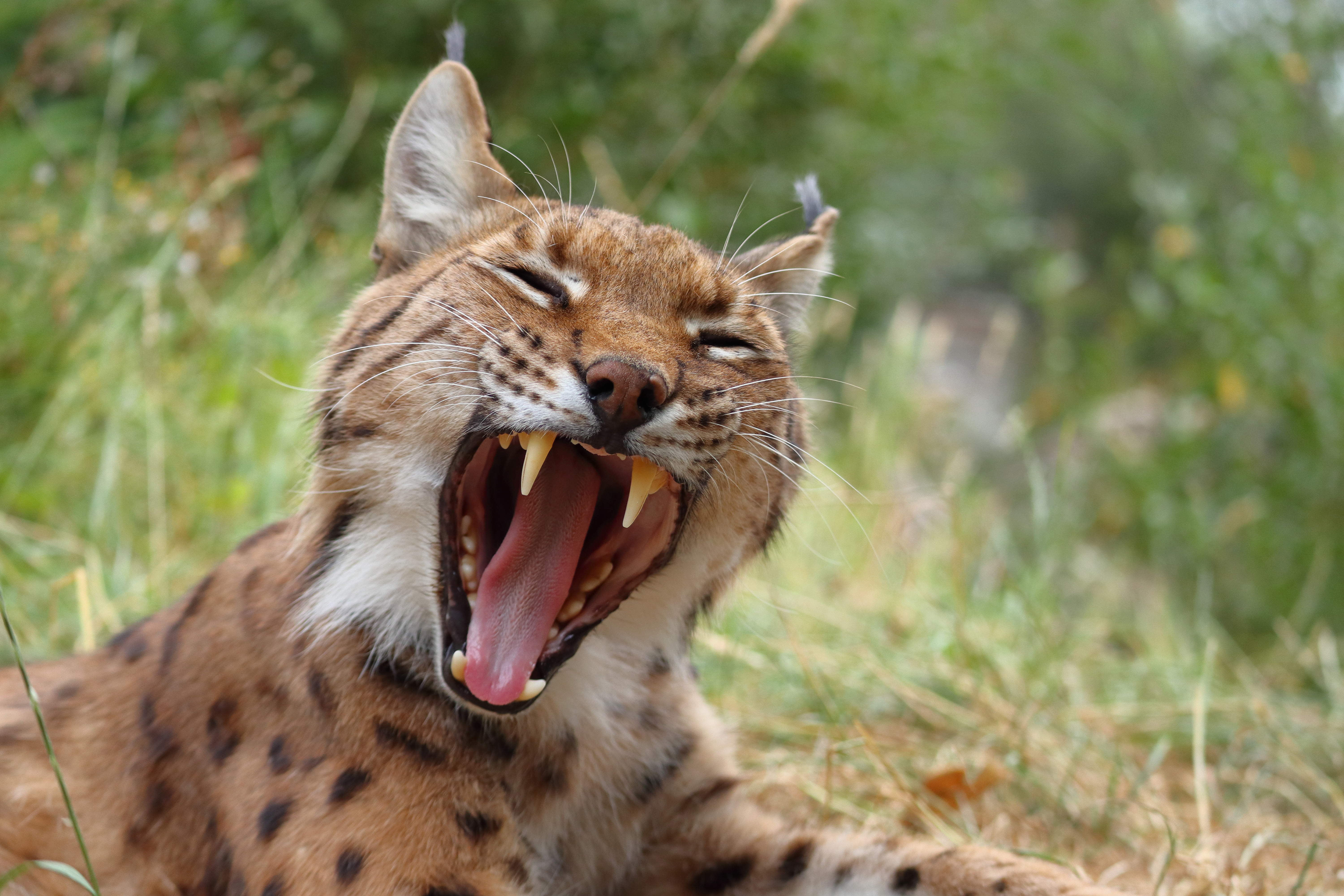 lynx-gestoord-tijdens-middagdutje