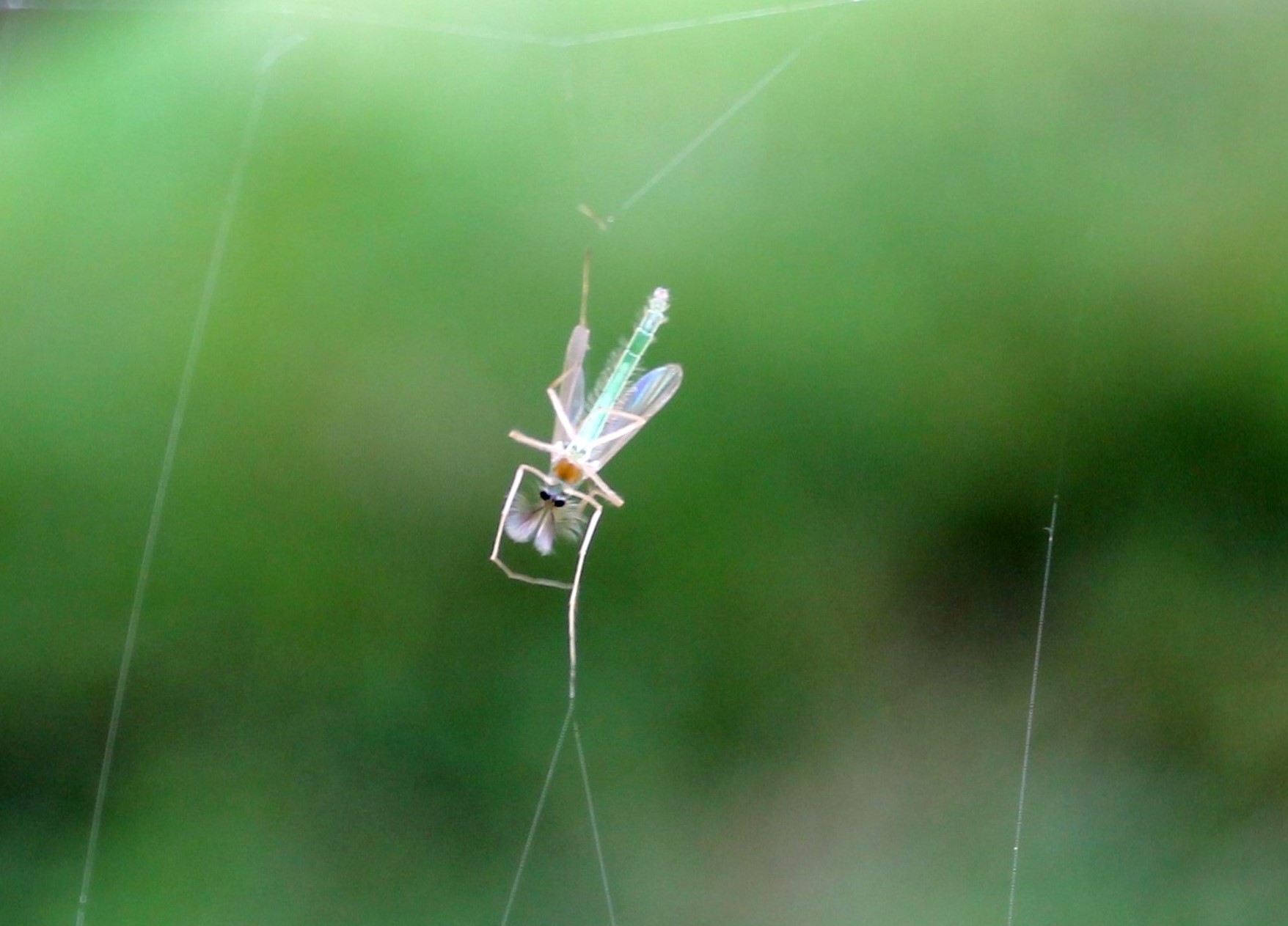 verstrikt-in-het-web