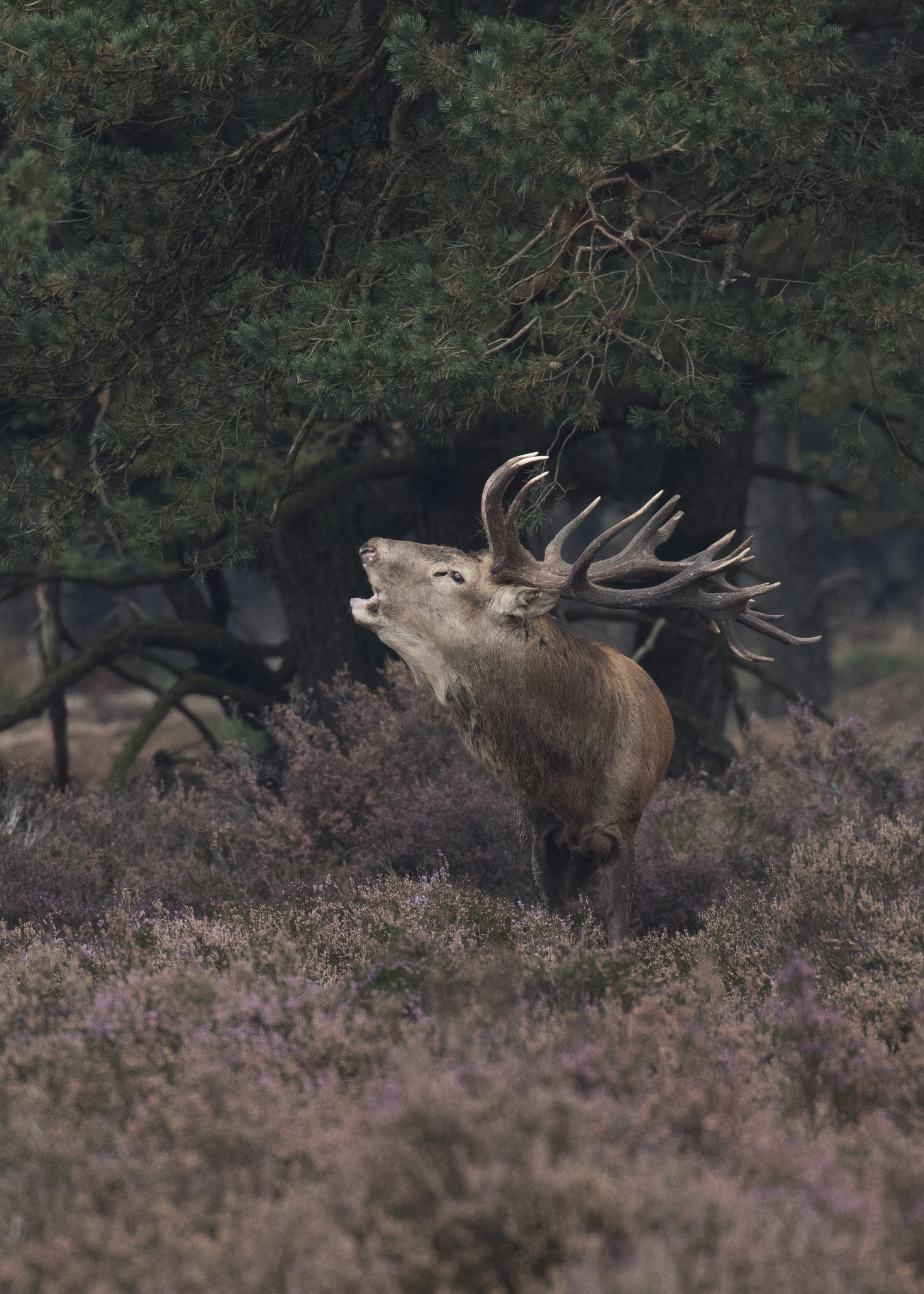 wildlife-op-de-hoge-veluwe