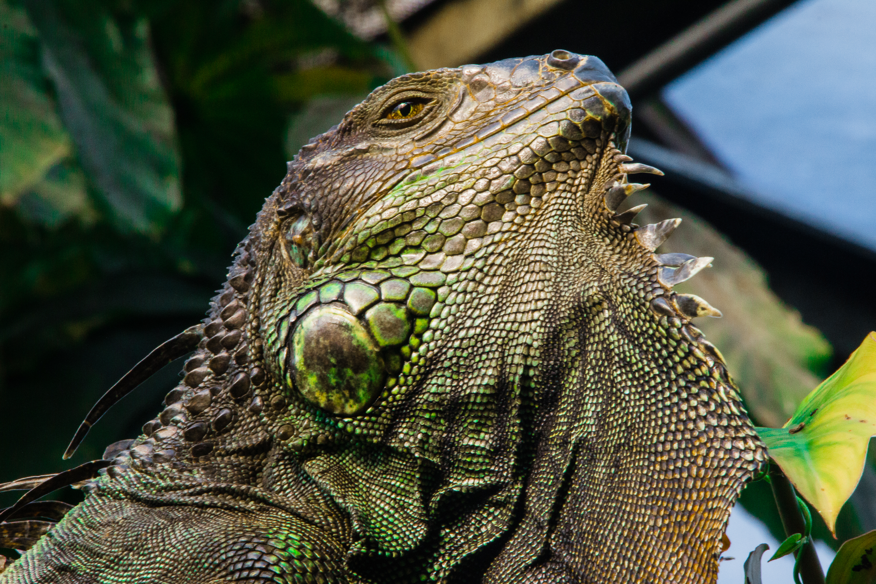 leguaan