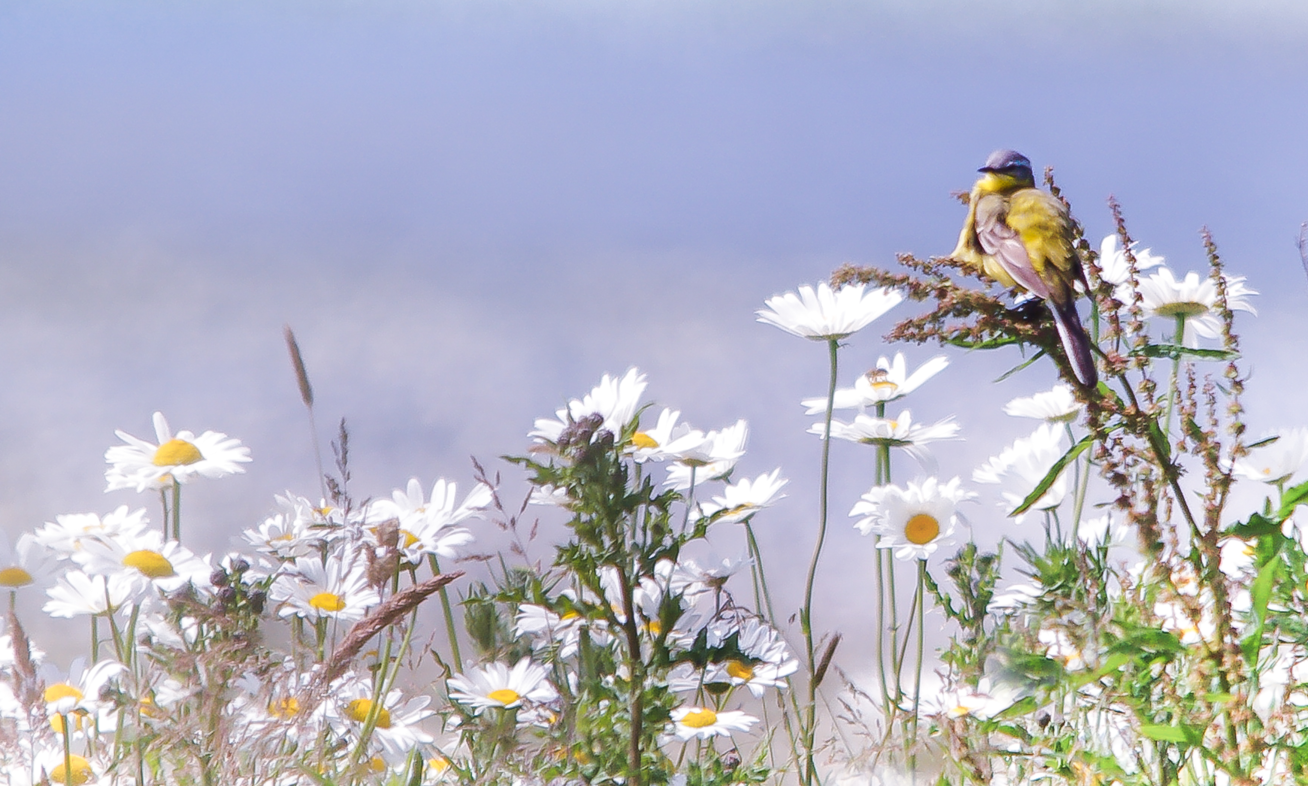 gelekwikstaart-poseert