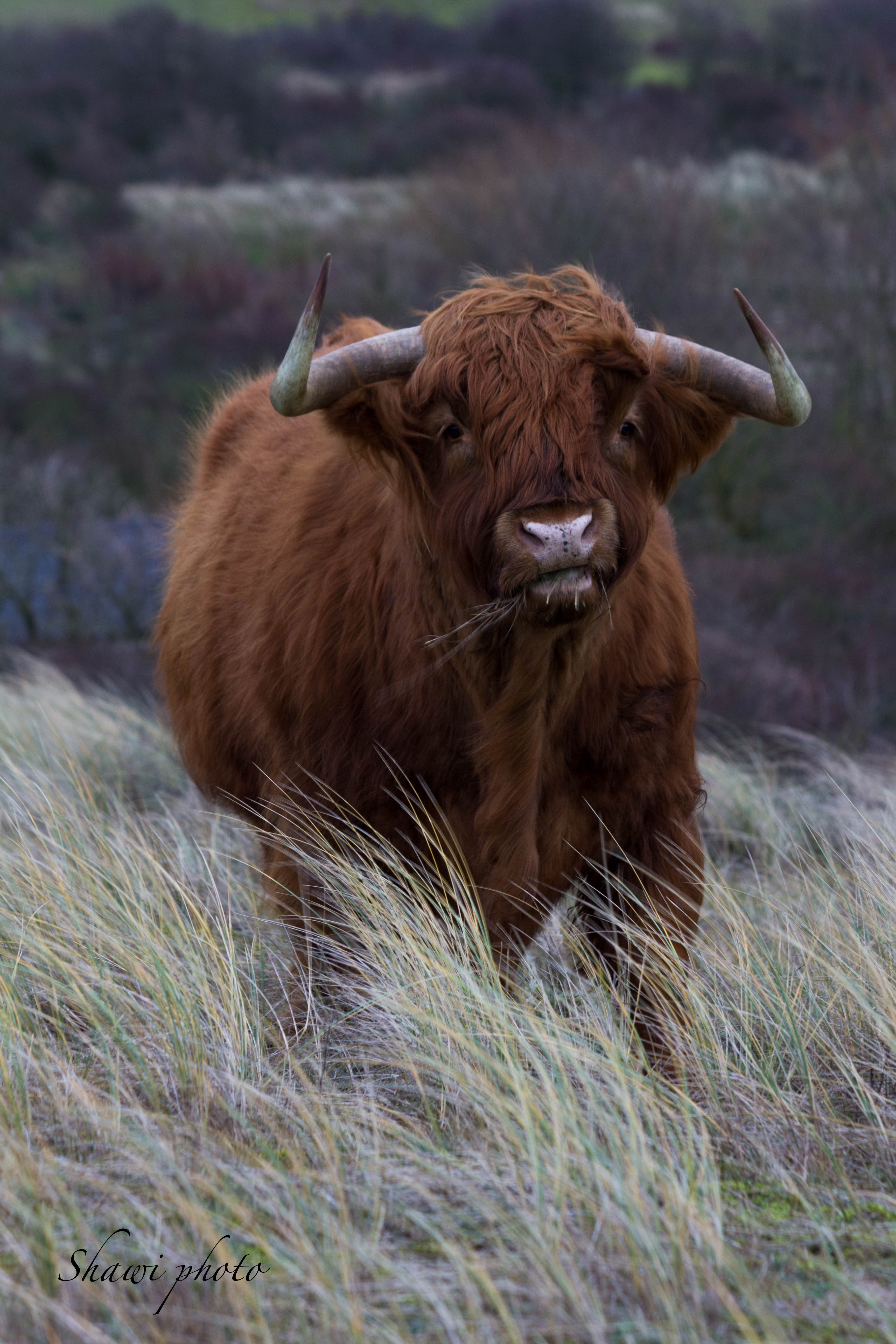 schotse-hooglander-2