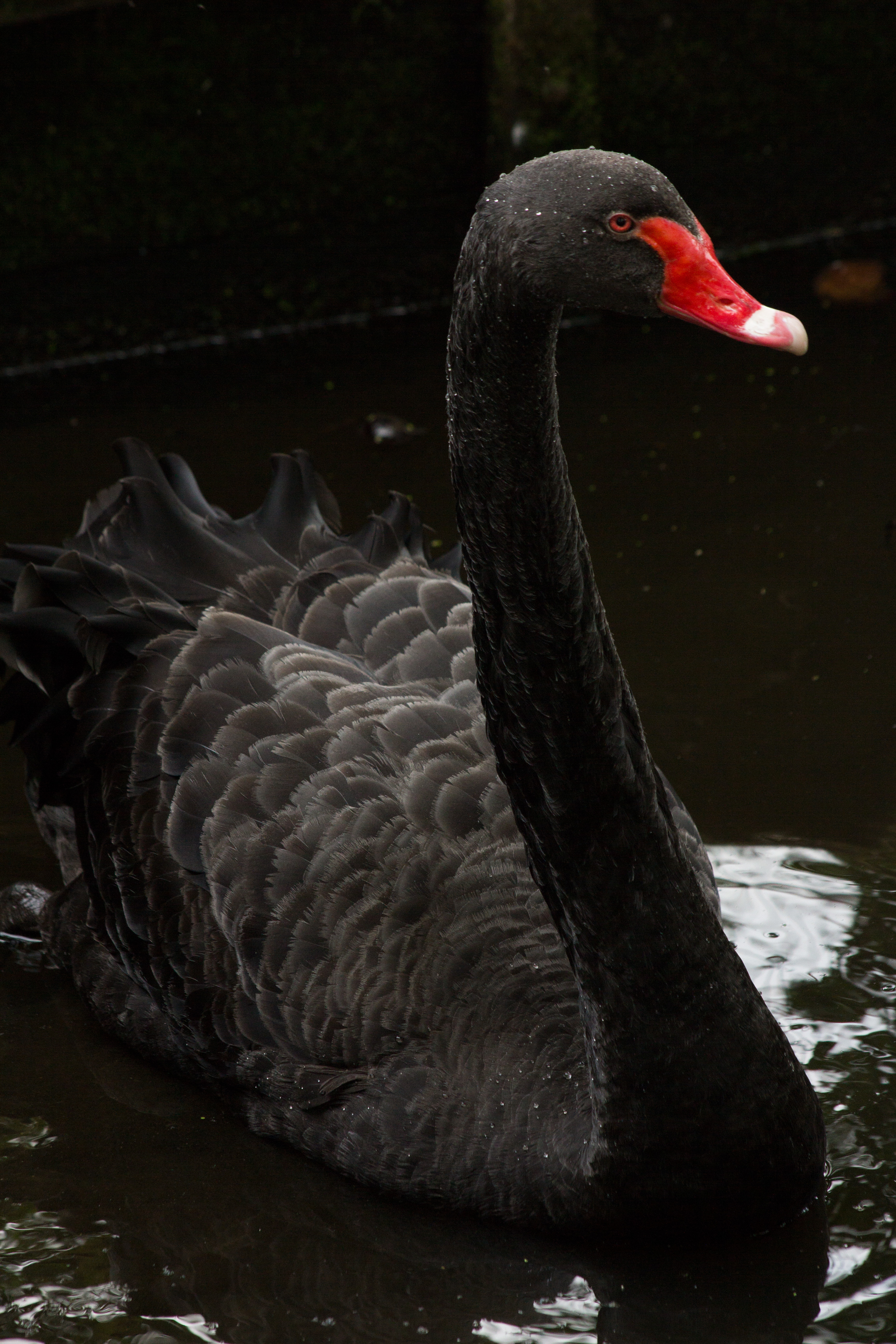 zwarte-zwaan-2