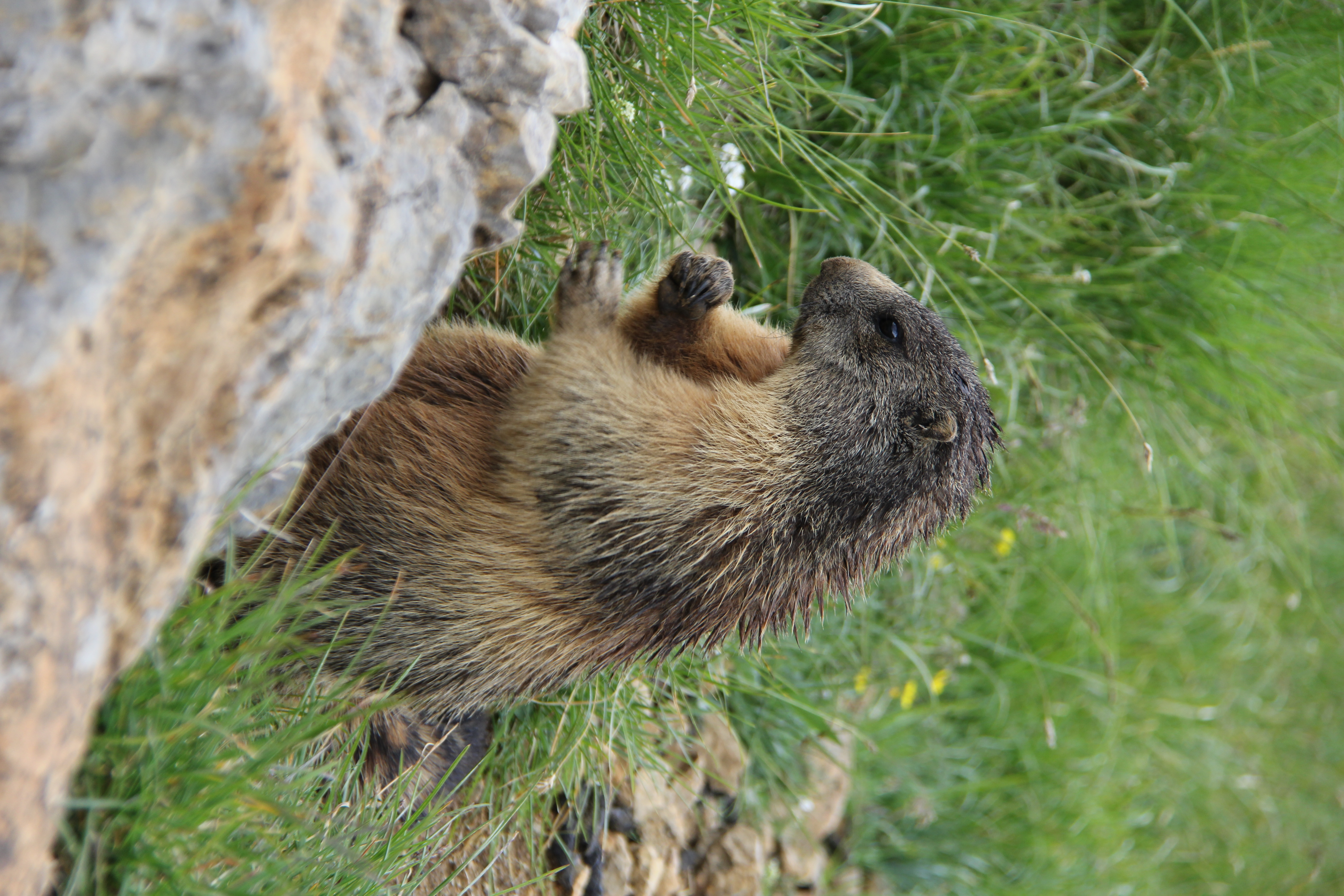 marmot-1