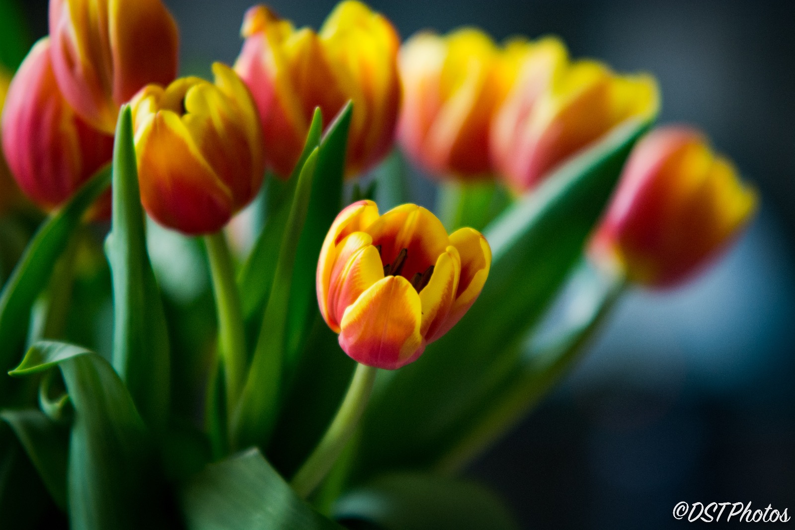 tulpen-uit-amsterdam